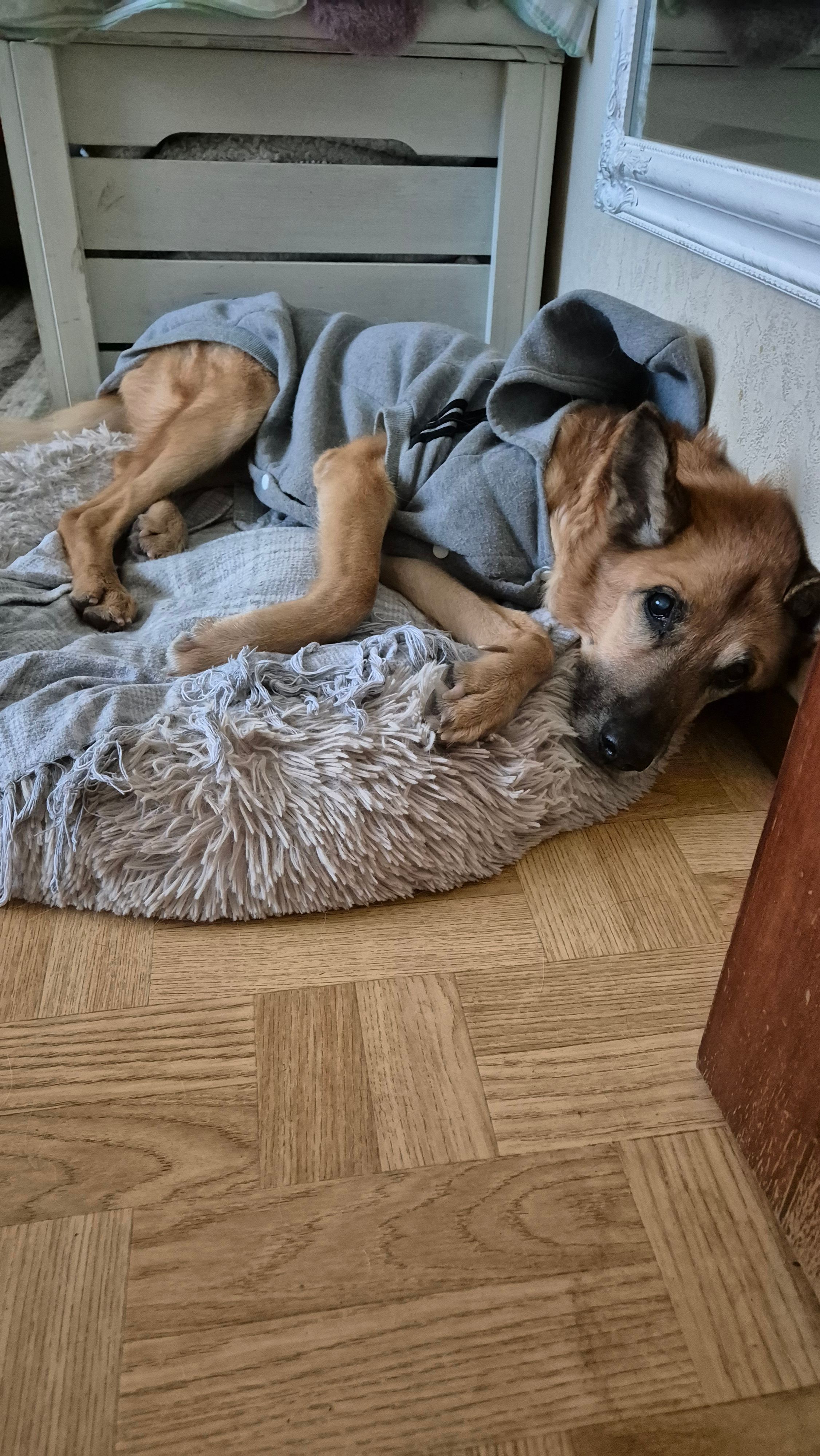 Kirby feierte am 14. Oktober seinen 16. Geburtstag