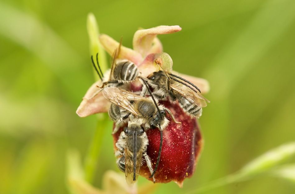 Die Fuchs-Langhornbiene, Eucera vulpes, ist der bedeutendste Wildbienenfund des Jahres.