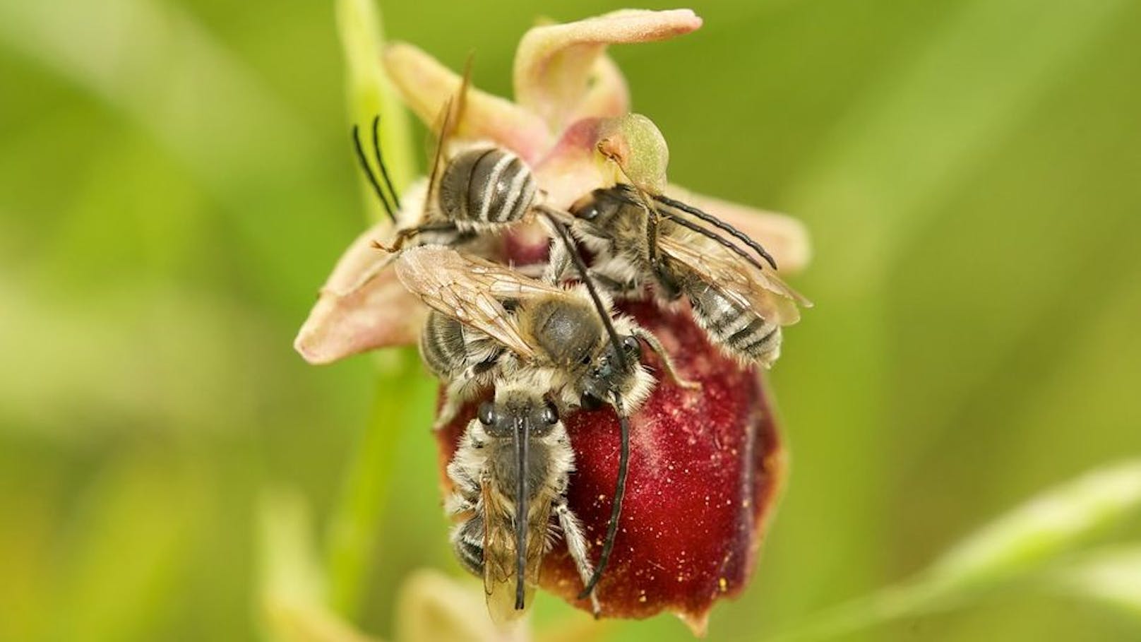 Neue Bienenart erstmals in Österreich entdeckt