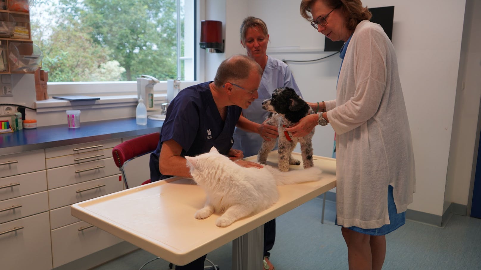 Schnurrr! Samtpfote "Watte" hilft in Tierklinik aus