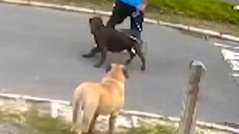 Nach 13 Hundeattacken in South Yorkshire ruft die Polizei Hundebesitzer zu mehr Verantwortung auf.