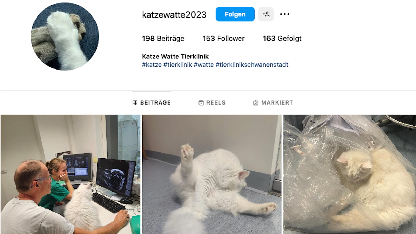 Auf ihrem Instagram-Kanal kann man Klinikkatze "Watte" im Alltag begleiten.