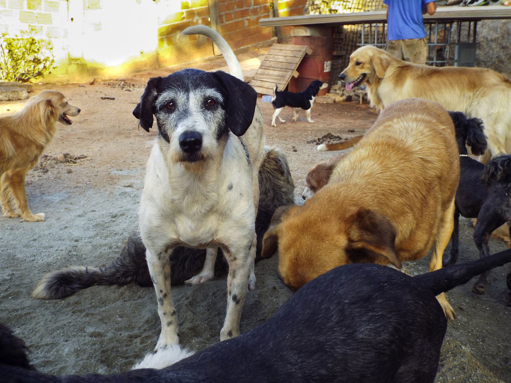 Mehr als 100 Hunde konnten gerettet werden. (Symbolbild)