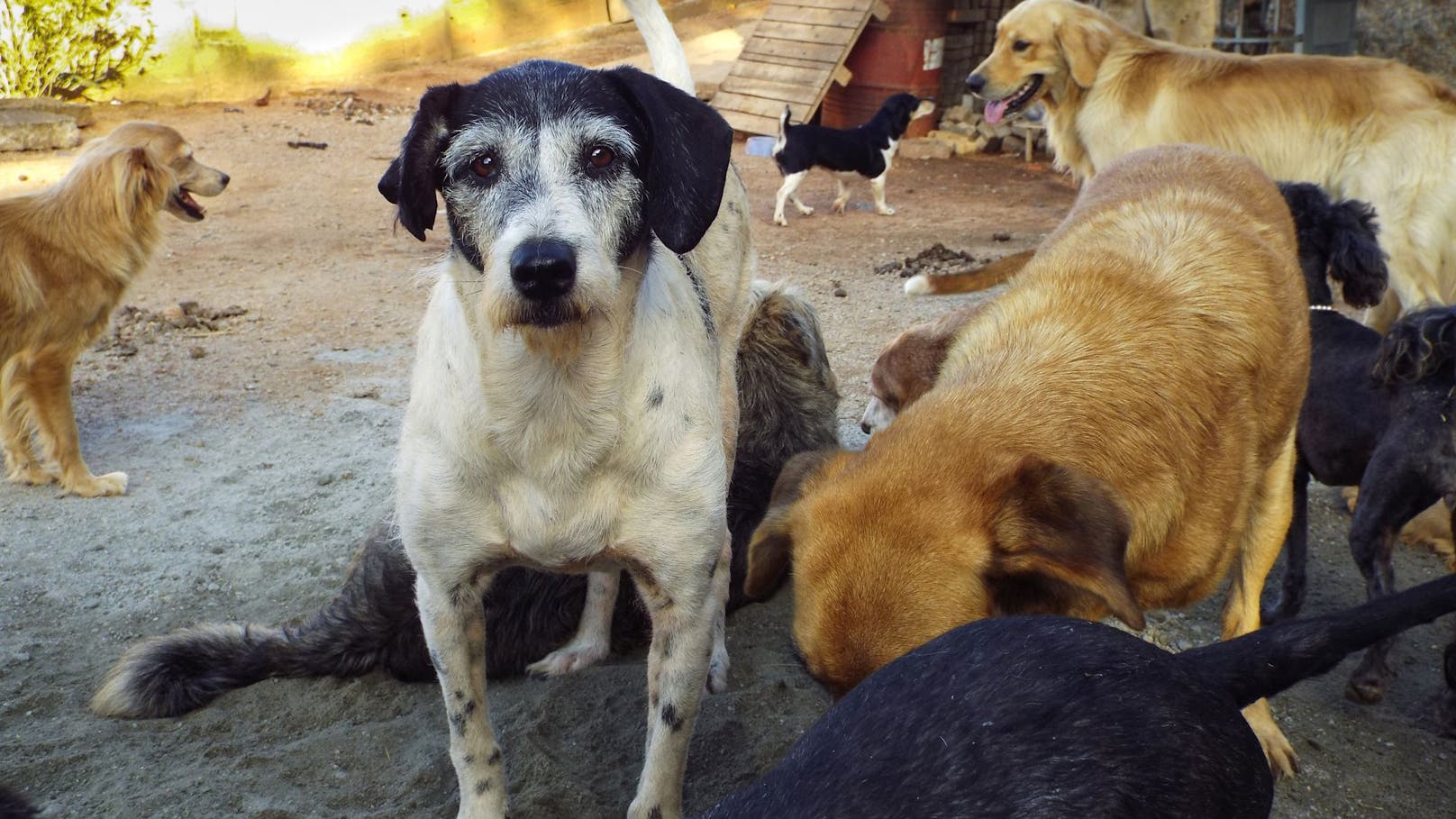 Mehr als 100 Hunde – Polizei fahndet nach Tierquälerin