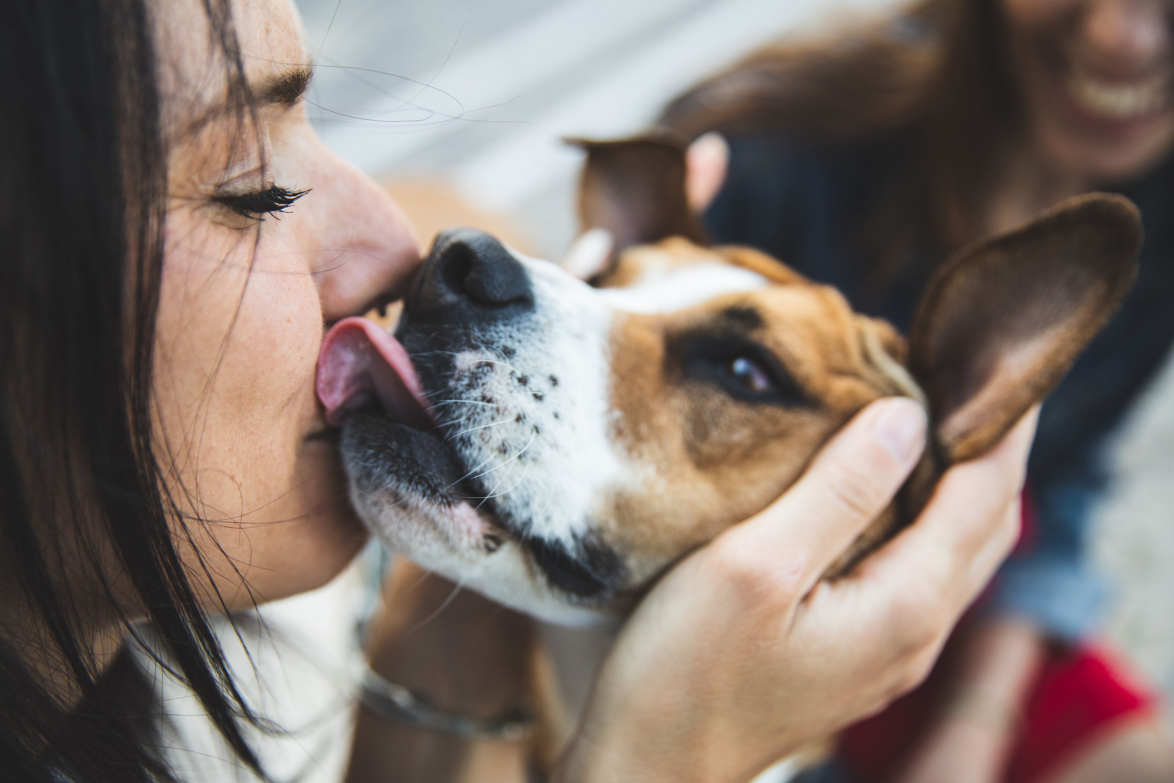 Manche Hundebesitzerinnen und Hundebesitzer mögen die feuchten Hundeküsse im Gesicht, andere eher nicht.