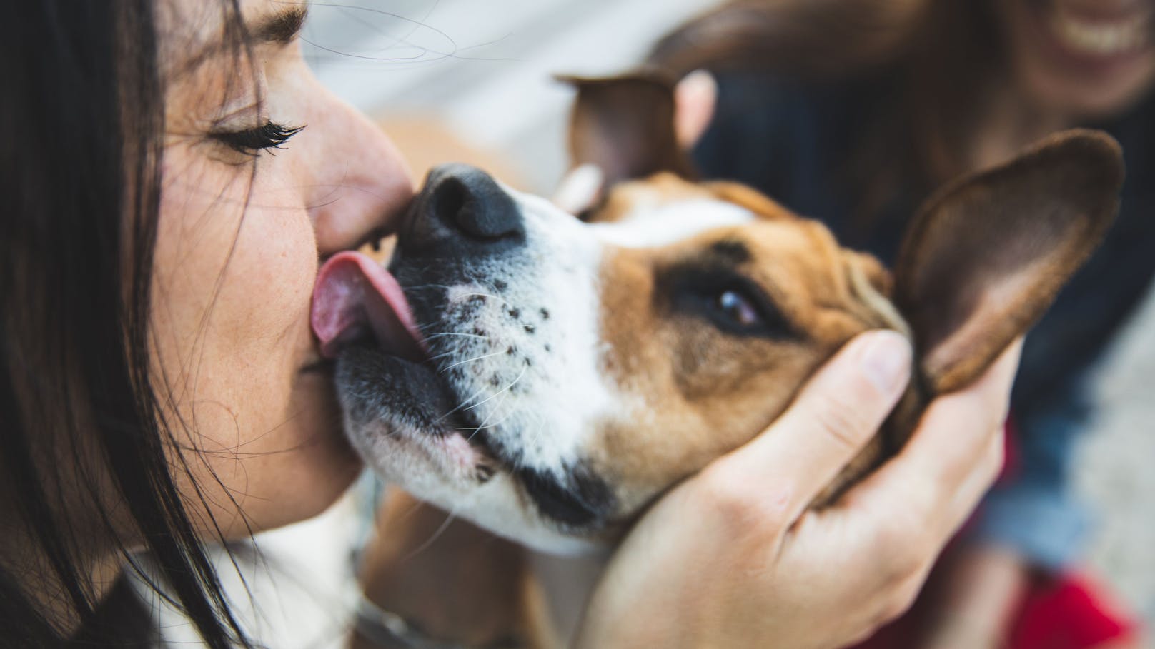 So gefährlich ist es, wenn Hunde dein Gesicht ablecken