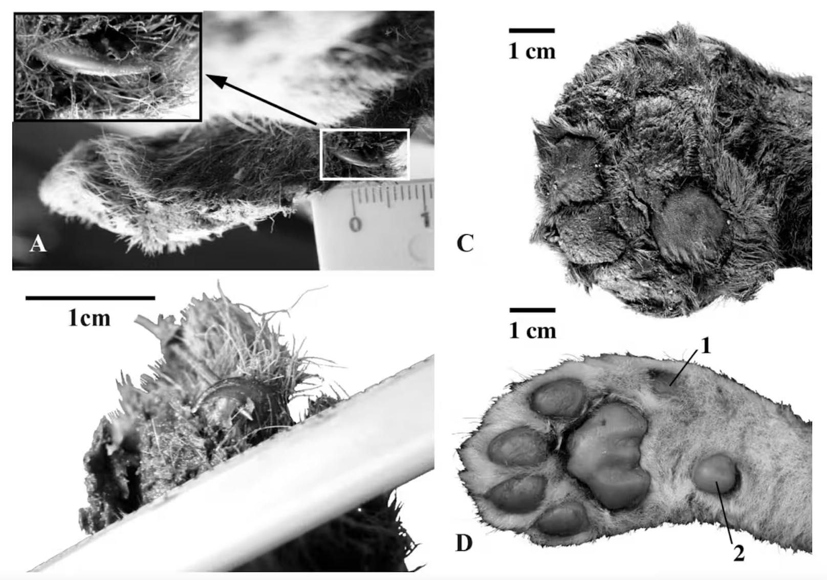 Selbst die Schnurrhaare und Krallen sind noch erhalten. Die Beschaffenheit der Pfoten lässt laut den Forschenden auf eine Anpassung an kalte Umgebungen schließen.