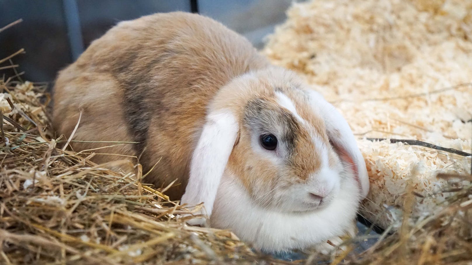 <strong>ILARIA:</strong> Ilaria (9 Monate) wurde zusammen mit 2 anderen Kaninchen in einer Transportbox am Gehsteig gefunden. Die junge Kaninchen-Dame ist nun auf der Suche nach einer Familie, in der sie endlich ankommen darf.