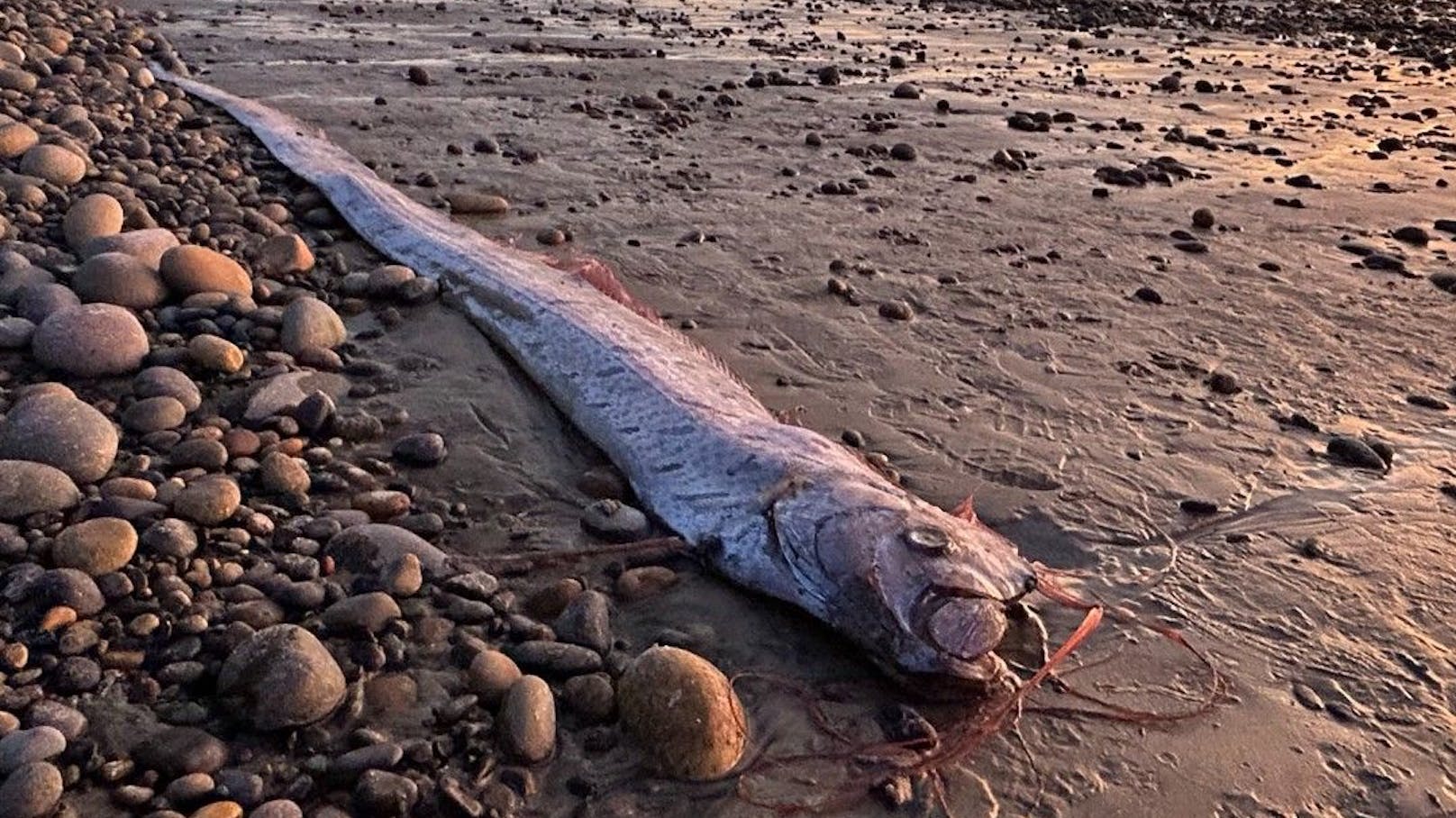 Frau findet mysteriösen "Weltuntergangs-Fisch"