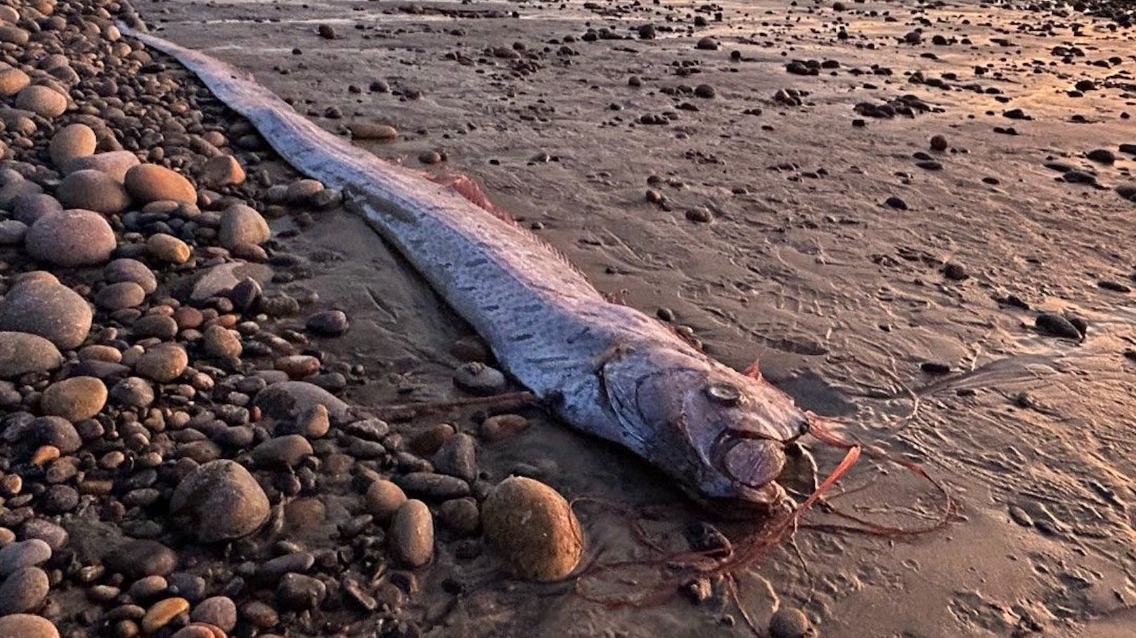 Frau findet mysteriösen "Weltuntergangs-Fisch"