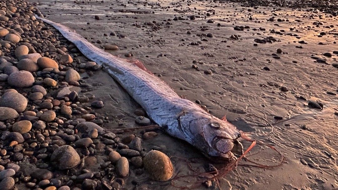 Der auch "Unglücksfisch" und "Weltuntergangs-Fisch" genannte Riemenfisch wurde am Grandview Beach in Encinitas, Kalifornien, entdeckt.