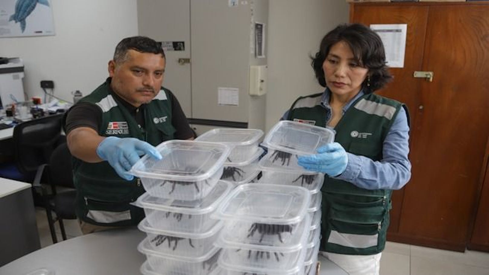 Er wollte Vogelspinnen, Riesenameisen und Tausendfüßler nach Asien schmuggeln. An der Sicherheitskontrolle am Flughafen fiel er aber auf.