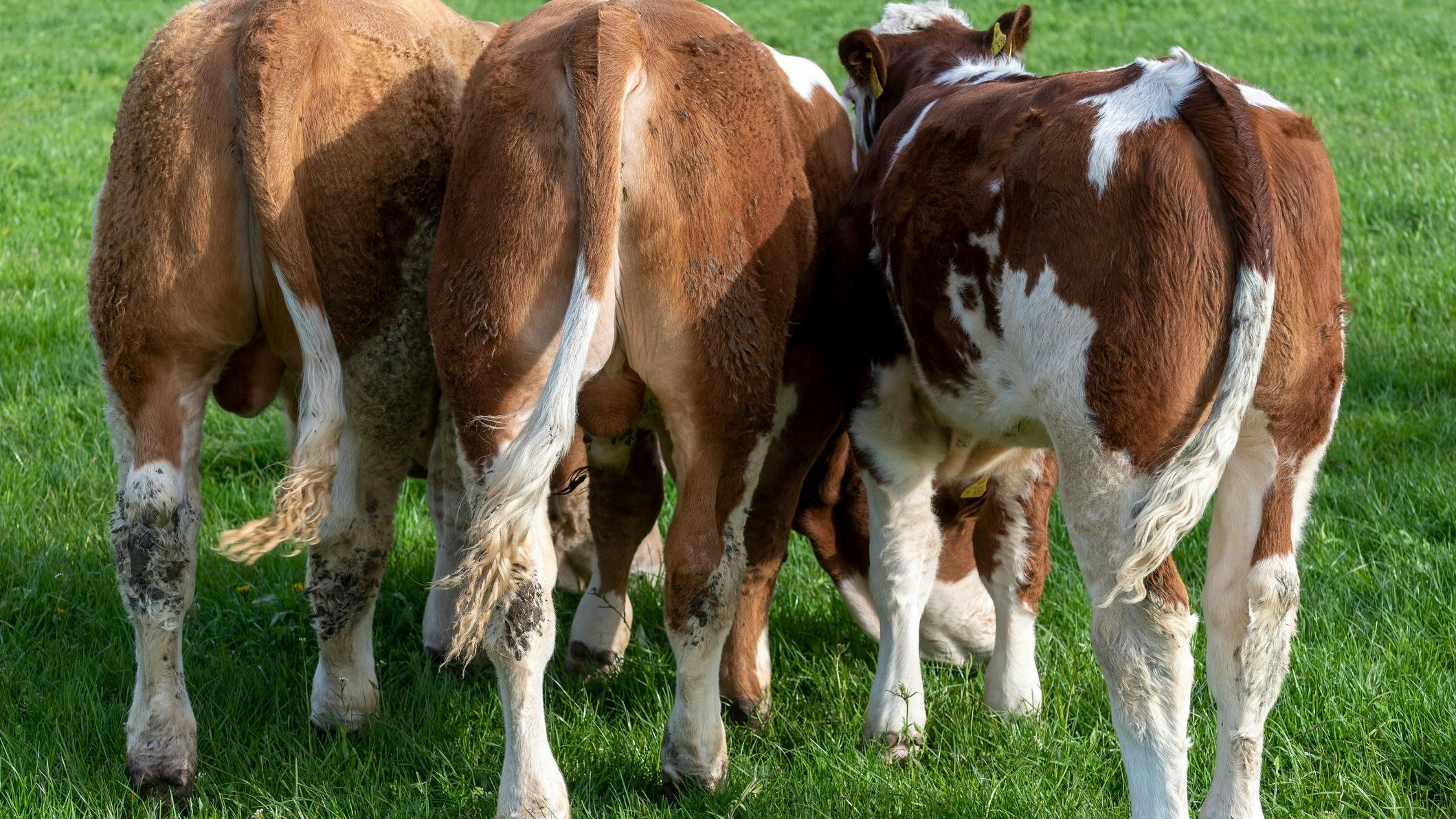 Not amused: Rinder werden aufgrund der Klimakrise weniger fruchtbar.