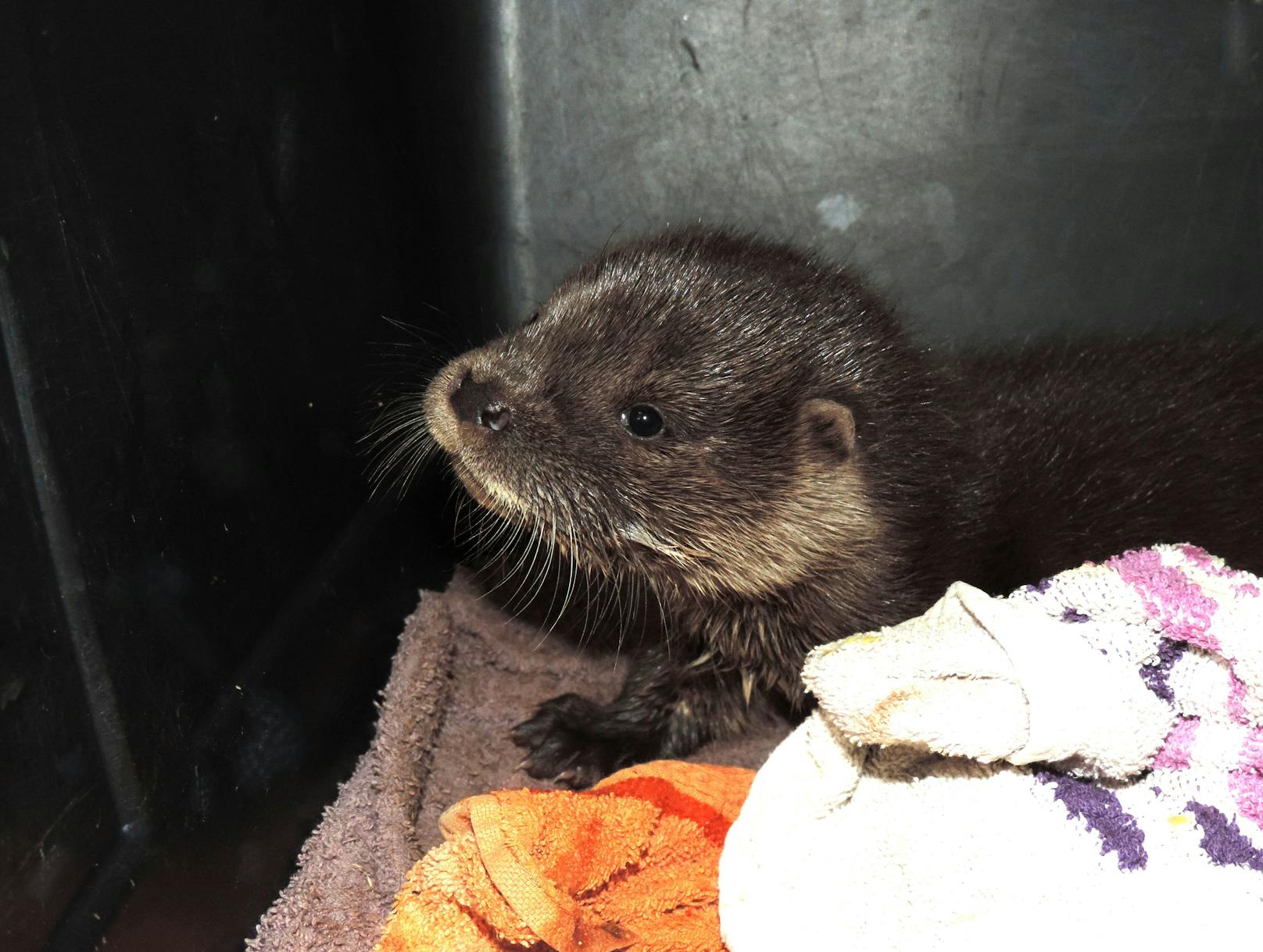 Otter Fips ist schon ein bisschen größer und beginnt schon aus der Schüssel zu fressen.