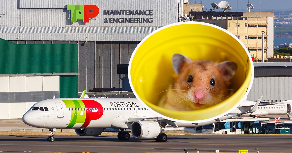 Weil über 100 Hamster entwischt sind, musste ein Passagierflugzeug mehrere Tage am Boden bleiben.