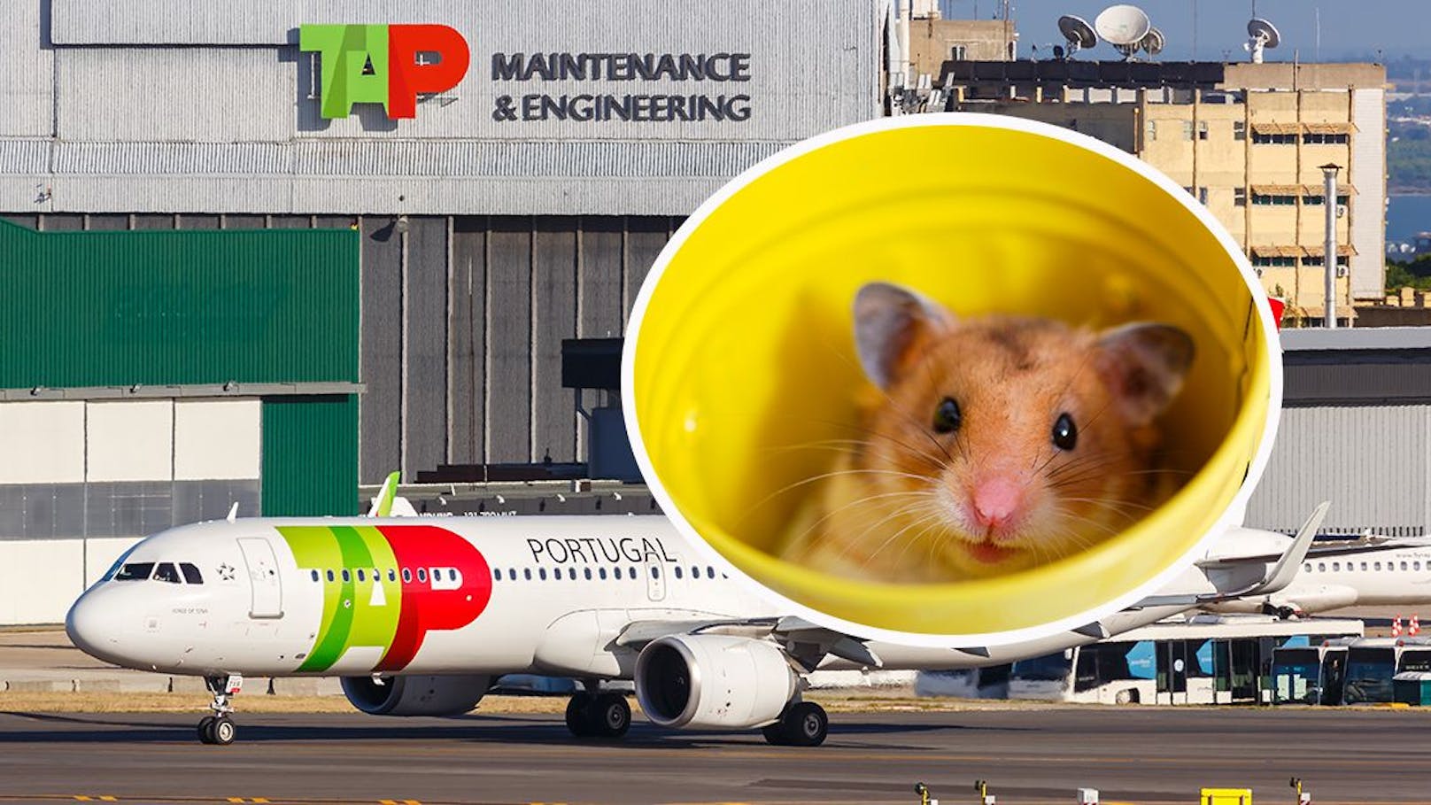 So legten 132 Hamster einen Airbus lahm