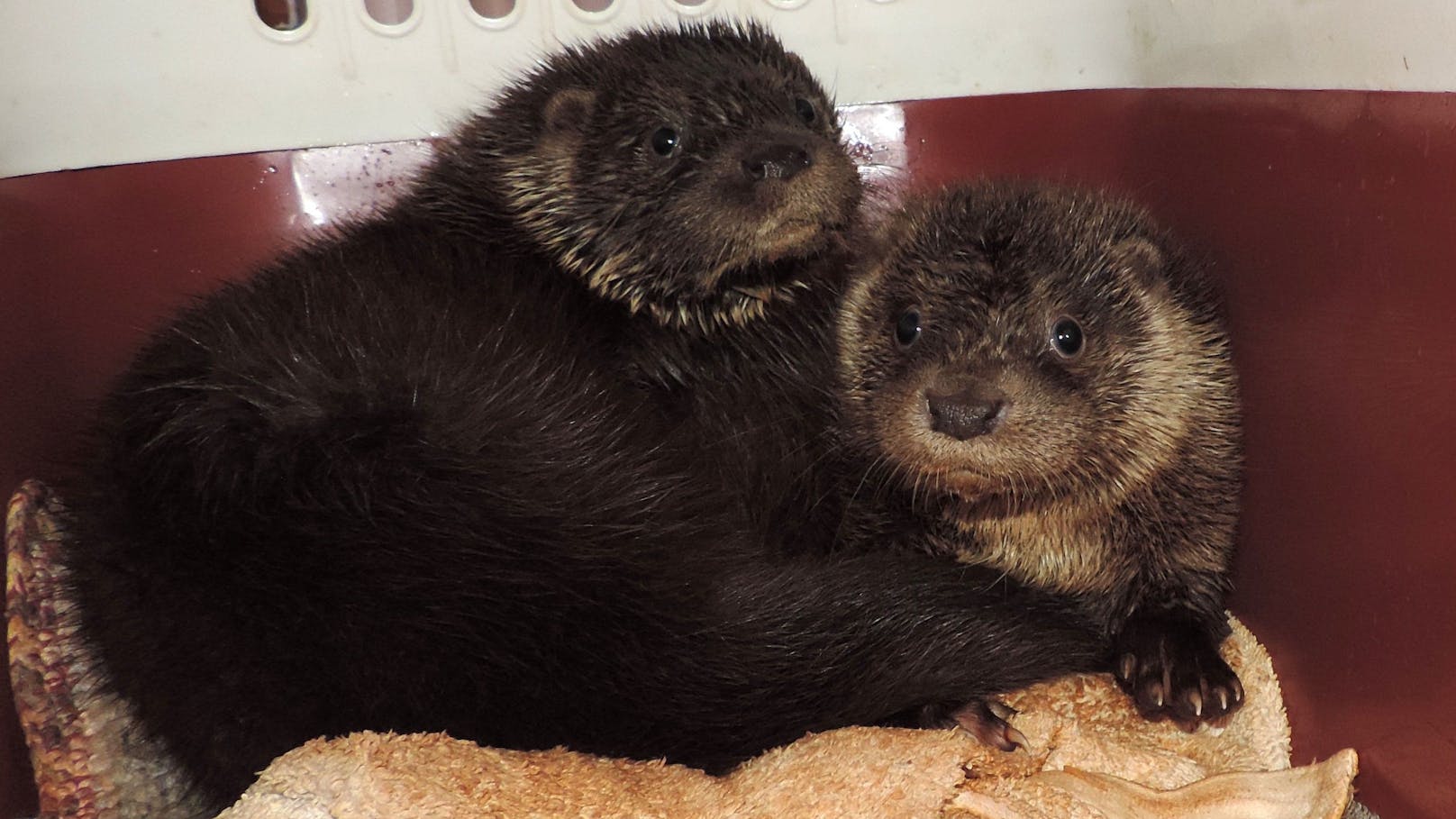 Vier Otterbabys ohne Mutter gefunden