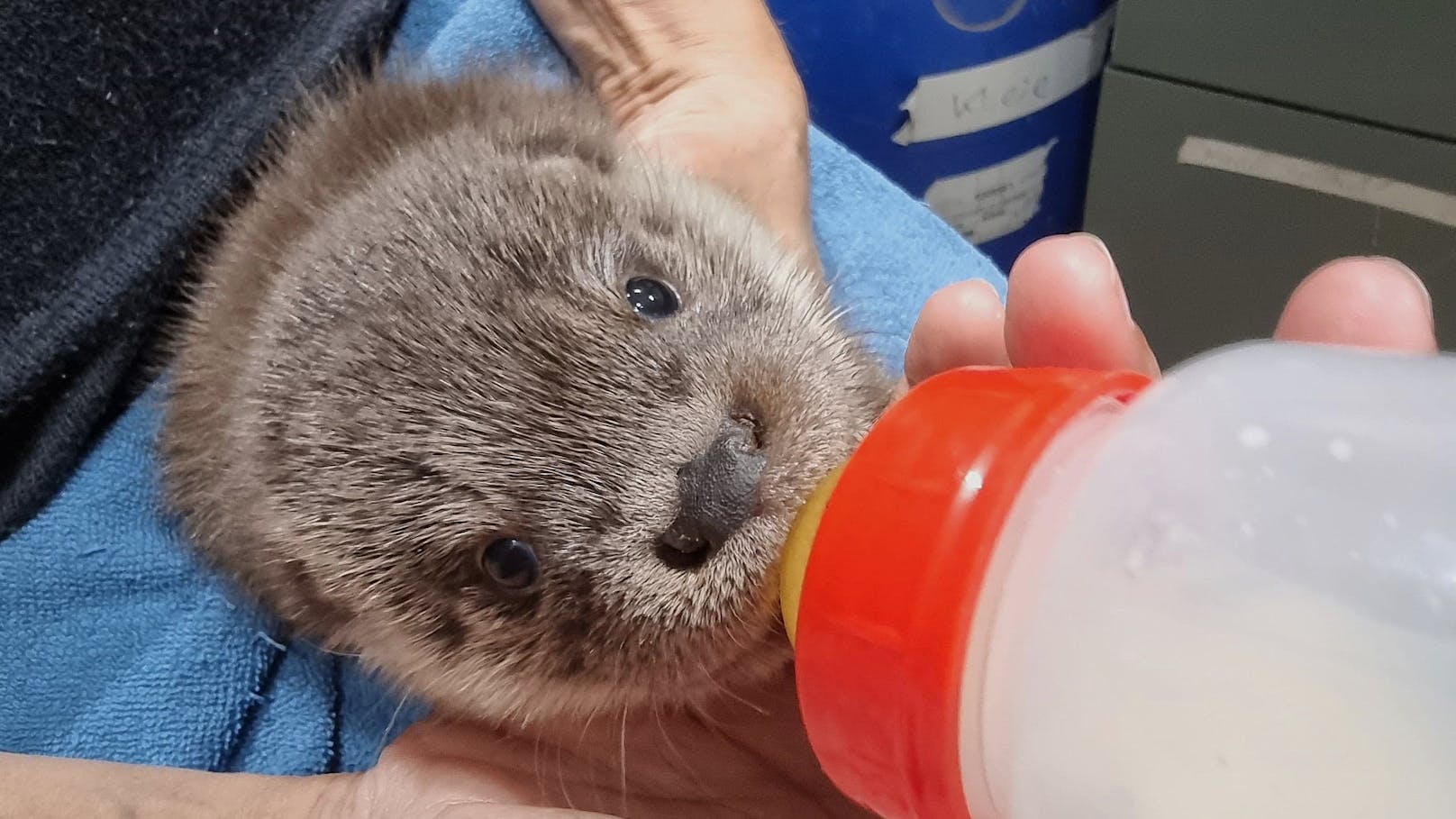 Ottermädchen Lilly ist das Kleinste der tierischen Rasselbande in der EGS Haringsee.