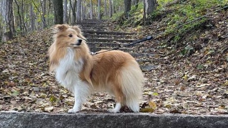"Lusty" ist seit Sonntag auf der Rax verschollen.