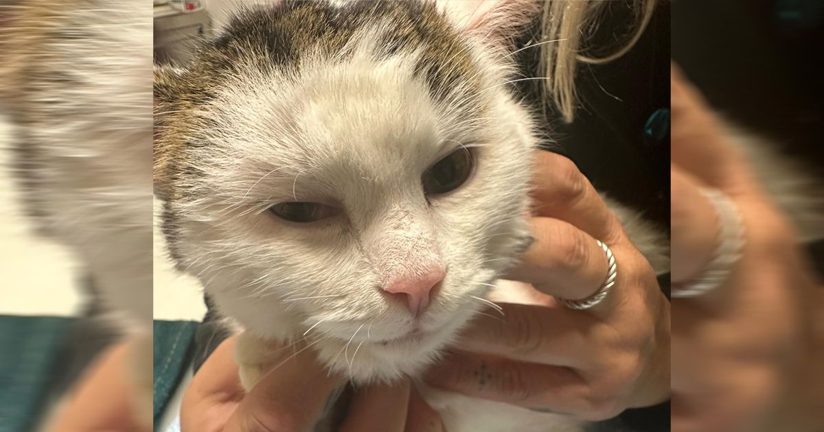 Dem misshandelten Tier wurden nicht nur die Schnurrhaare abgeschnitten.