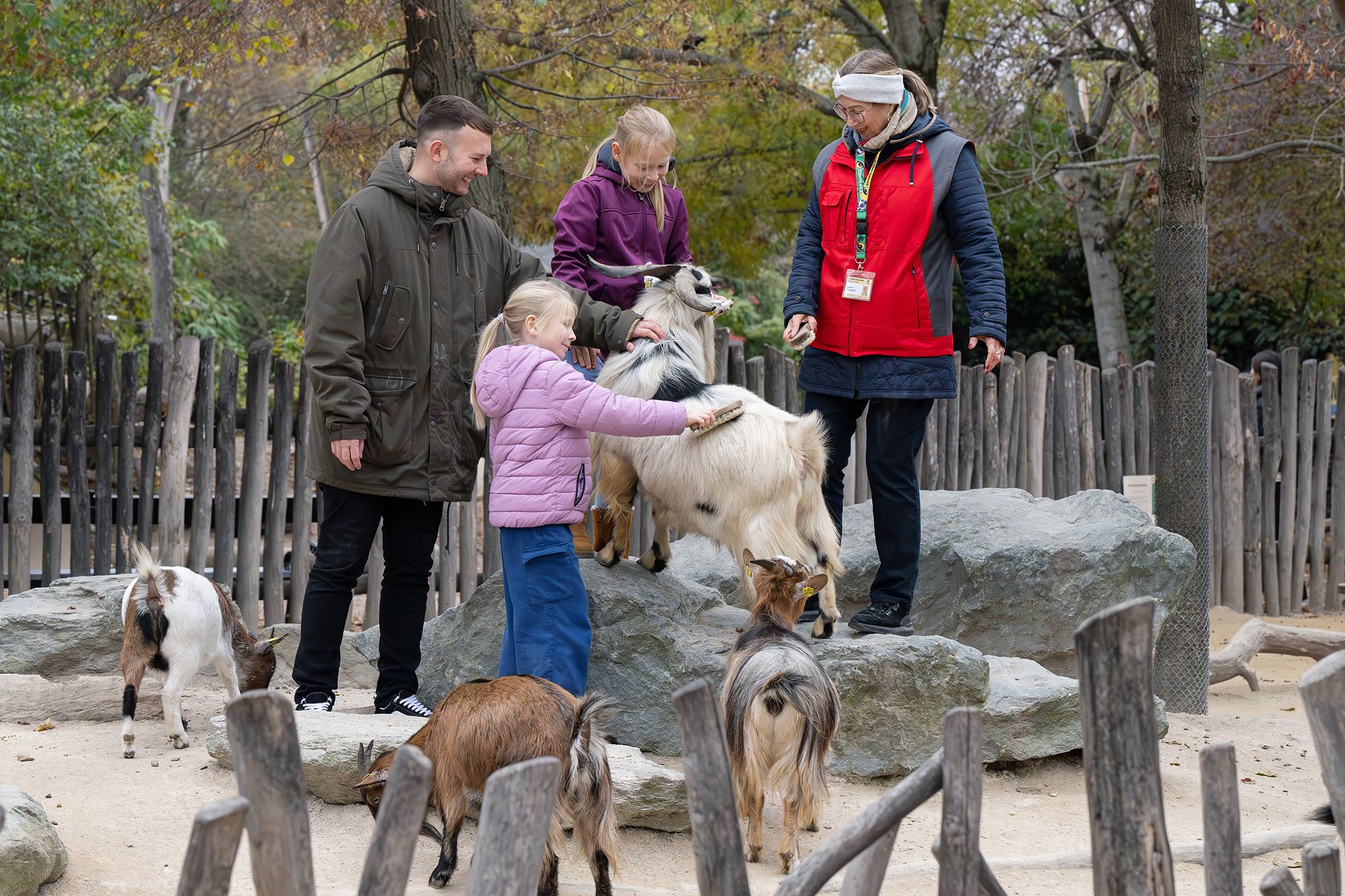 Im Streichelzoo wirft das Team Zoo Aktiv ein wachsames Auge auf die Zwergziegen.