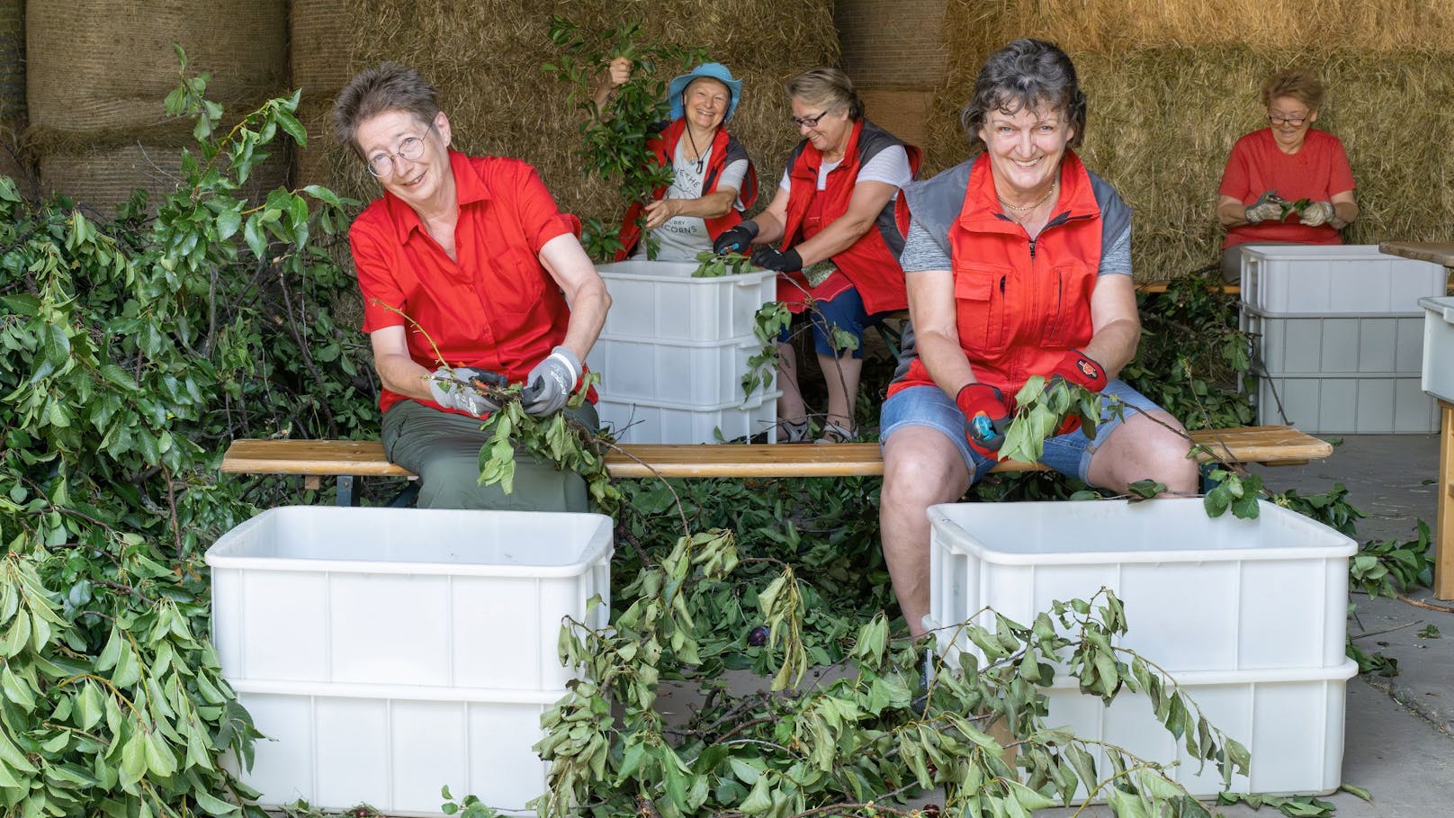 200 große Säcke mit Blättern müssen für die Bärenstummelaffen eingefroren werden.