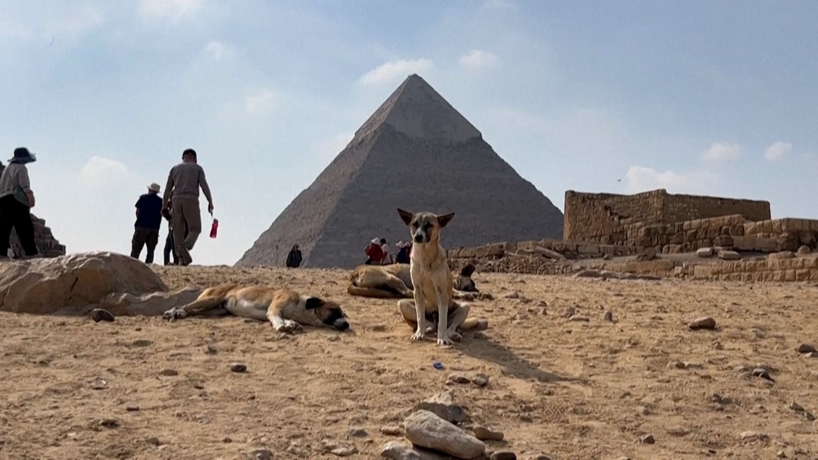 Internethund macht Streuner an den Pyramiden zu Stars