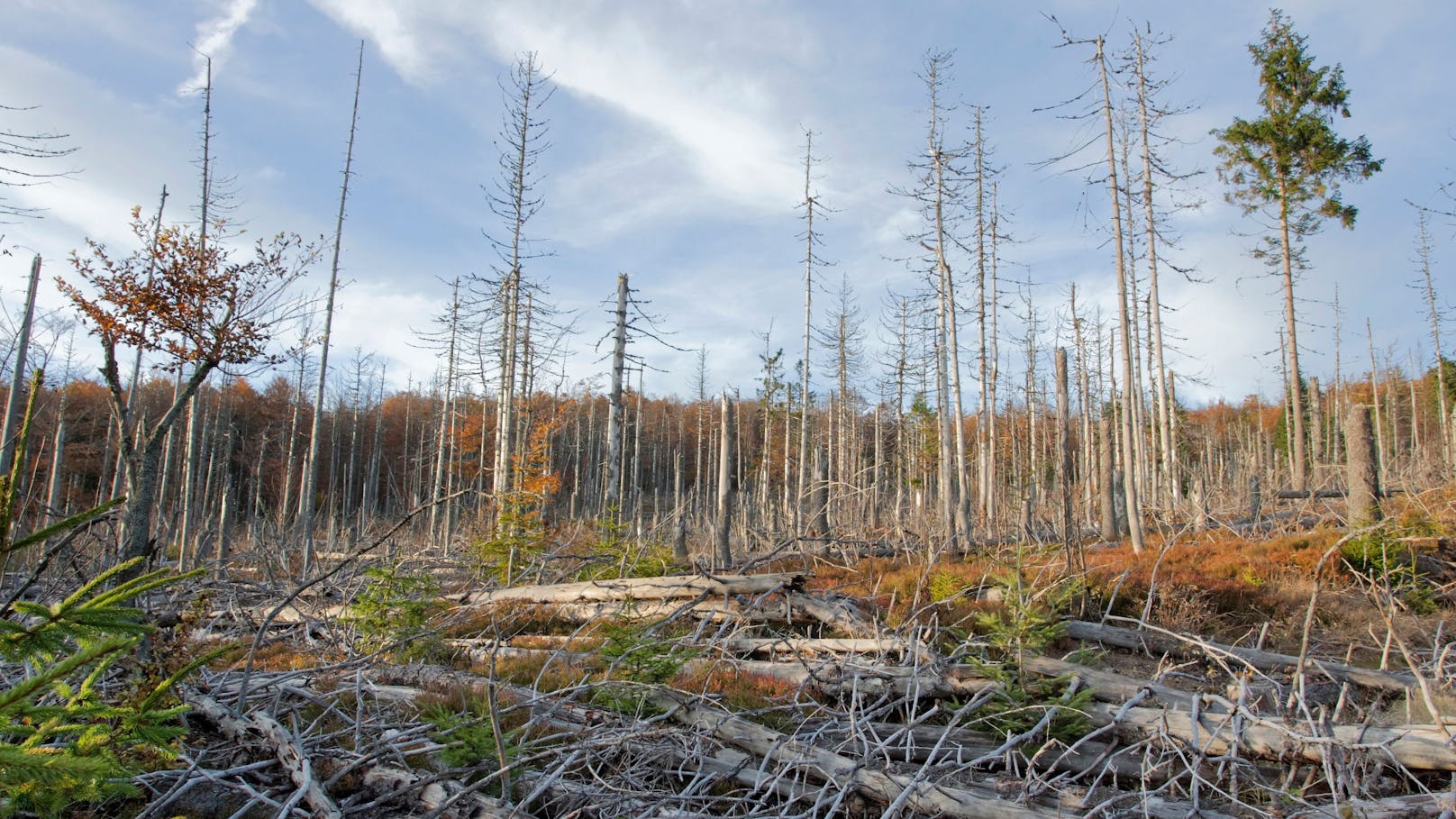 Tödliche Rückkopplung – Unsere Wälder stoßen CO2 aus