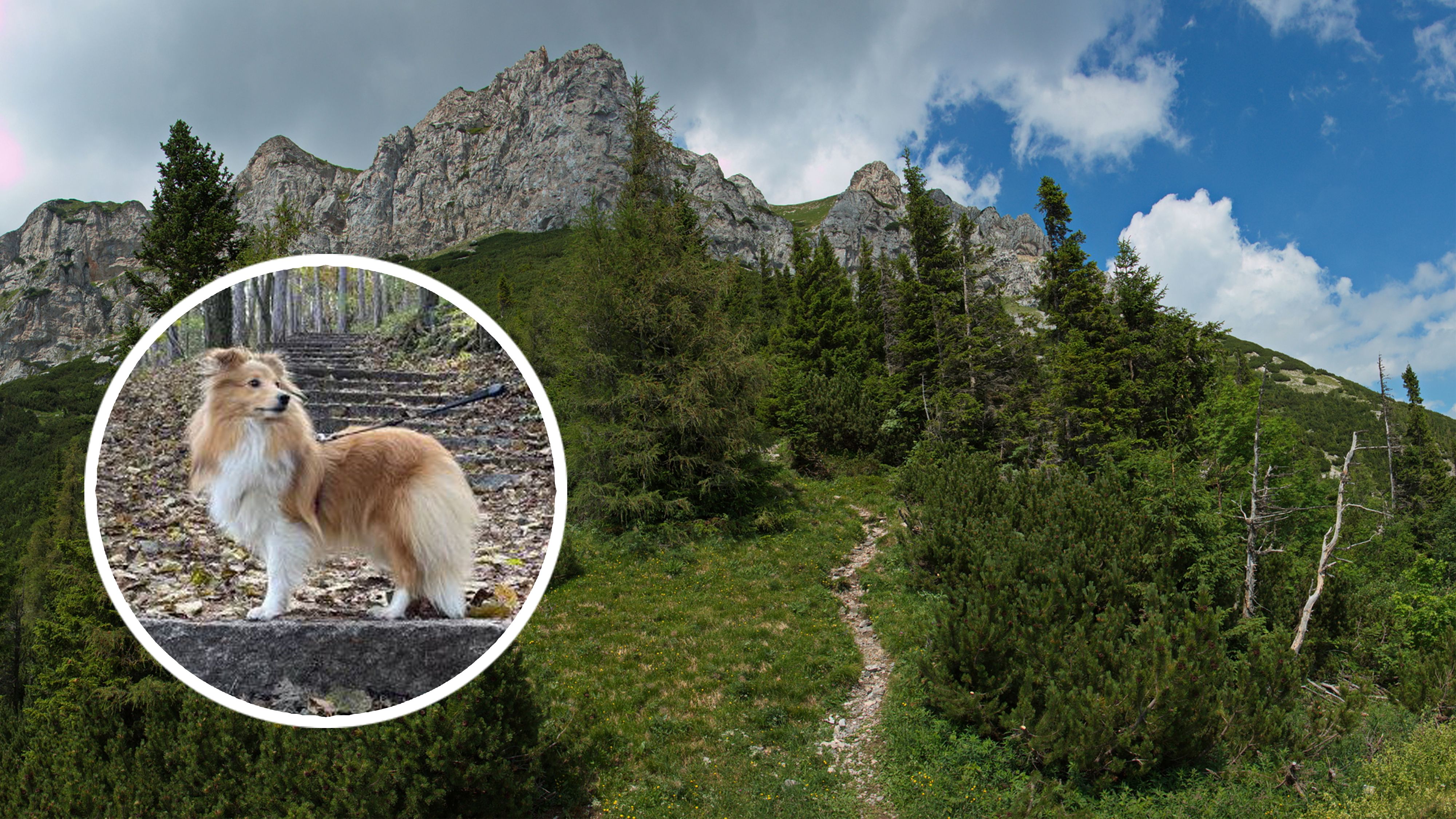 In dieser Gegend war die Hündin tagelang verschollen.
