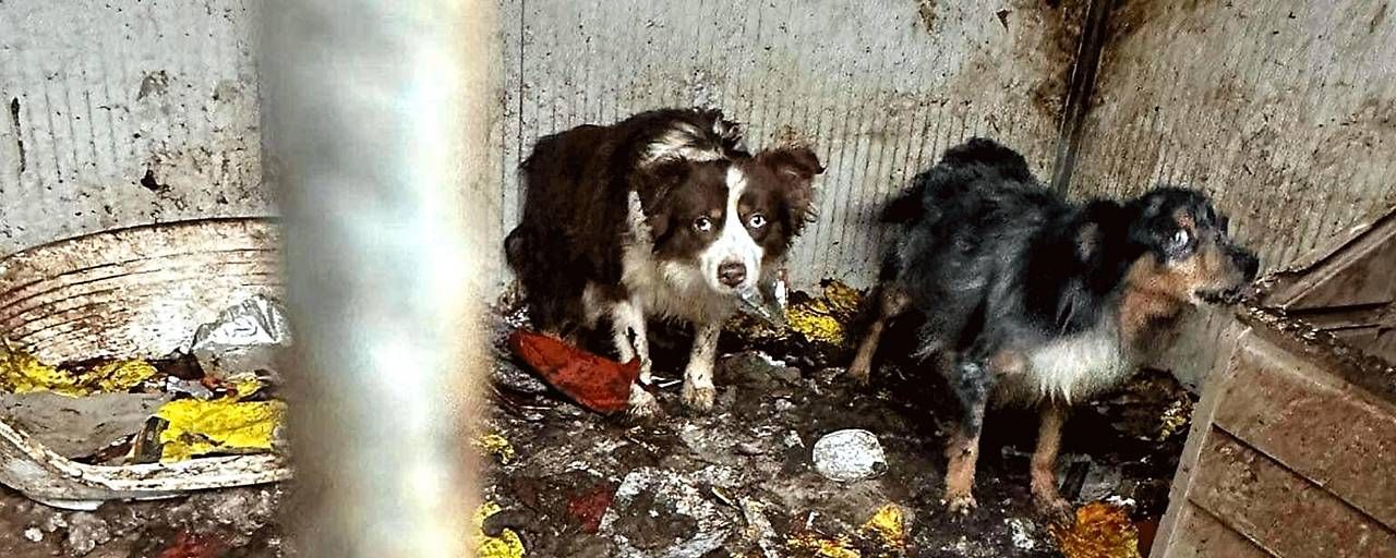 Die Tiere mussten unter schrecklichen Bedingungen leben.
