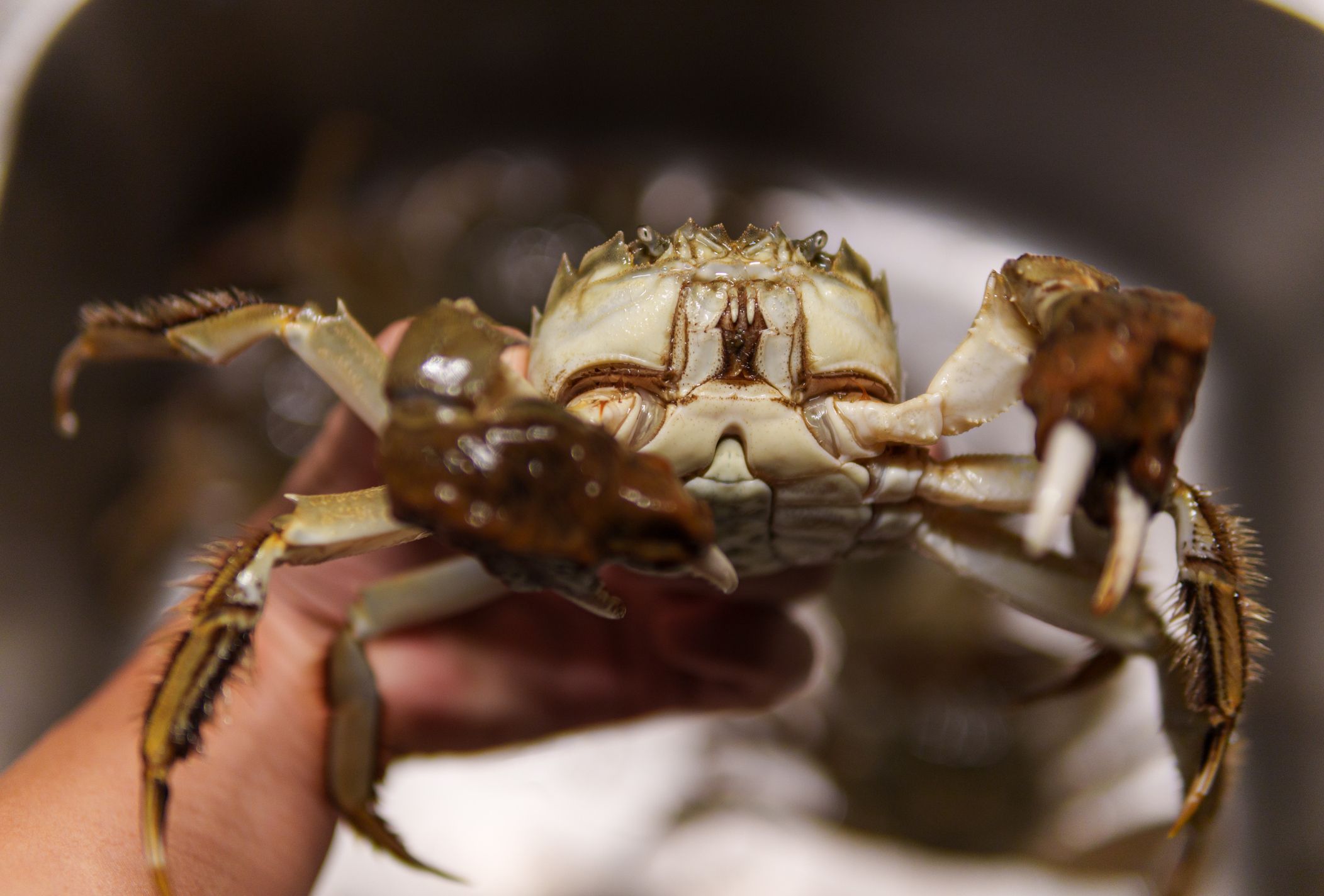 Der Donaufischer holte eine 