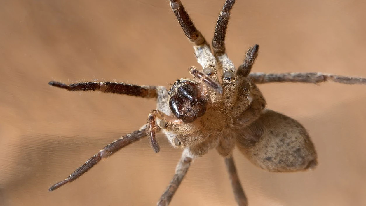 Heute.at - In Wäsche versteckt – Nosferatu-Spinne beißt Frau