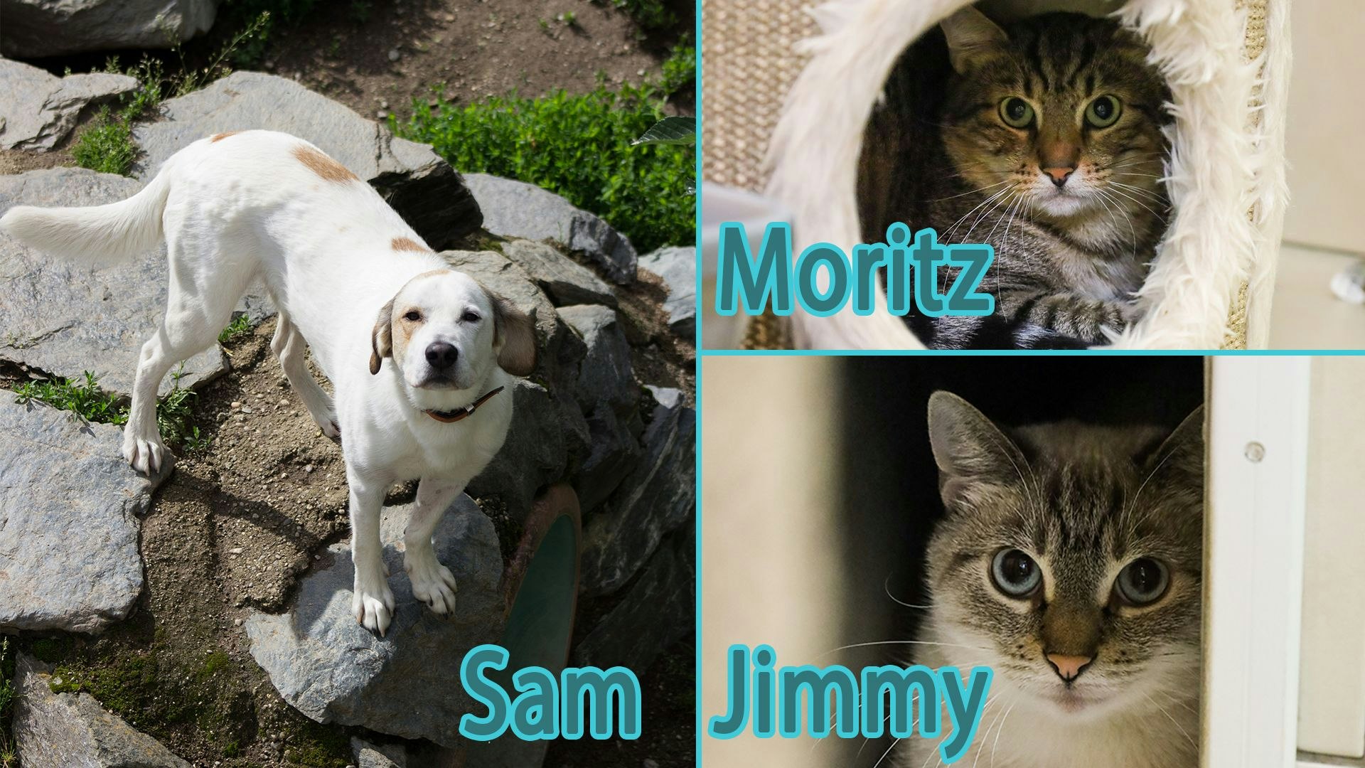 Rüde "Sam" und das Katzenduo "Moritz & Jimmy" suchen ein schönes Zuhause. 