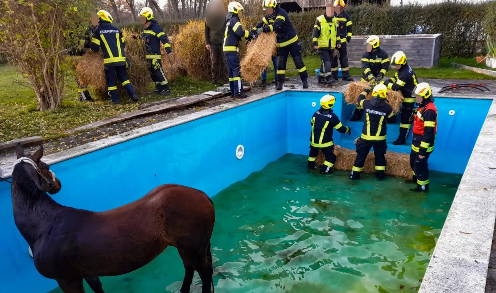 Pferd landet in Swimmingpool, Feuerwehr greift zu Kniff