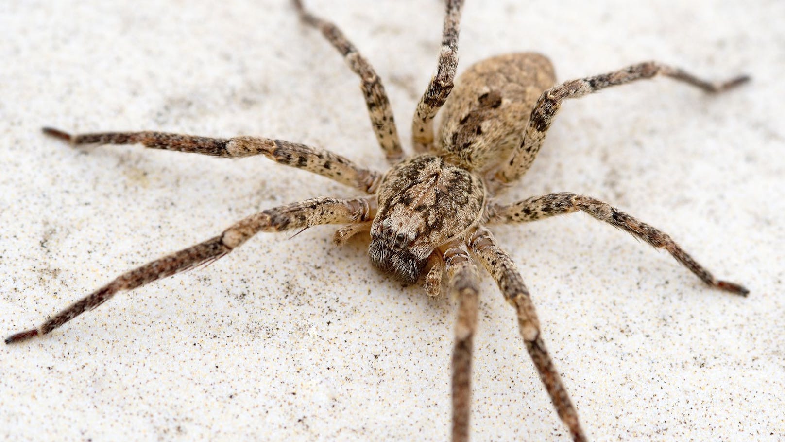 "Nosferatu"-Spinne – Schockfund in immer mehr Wohnungen