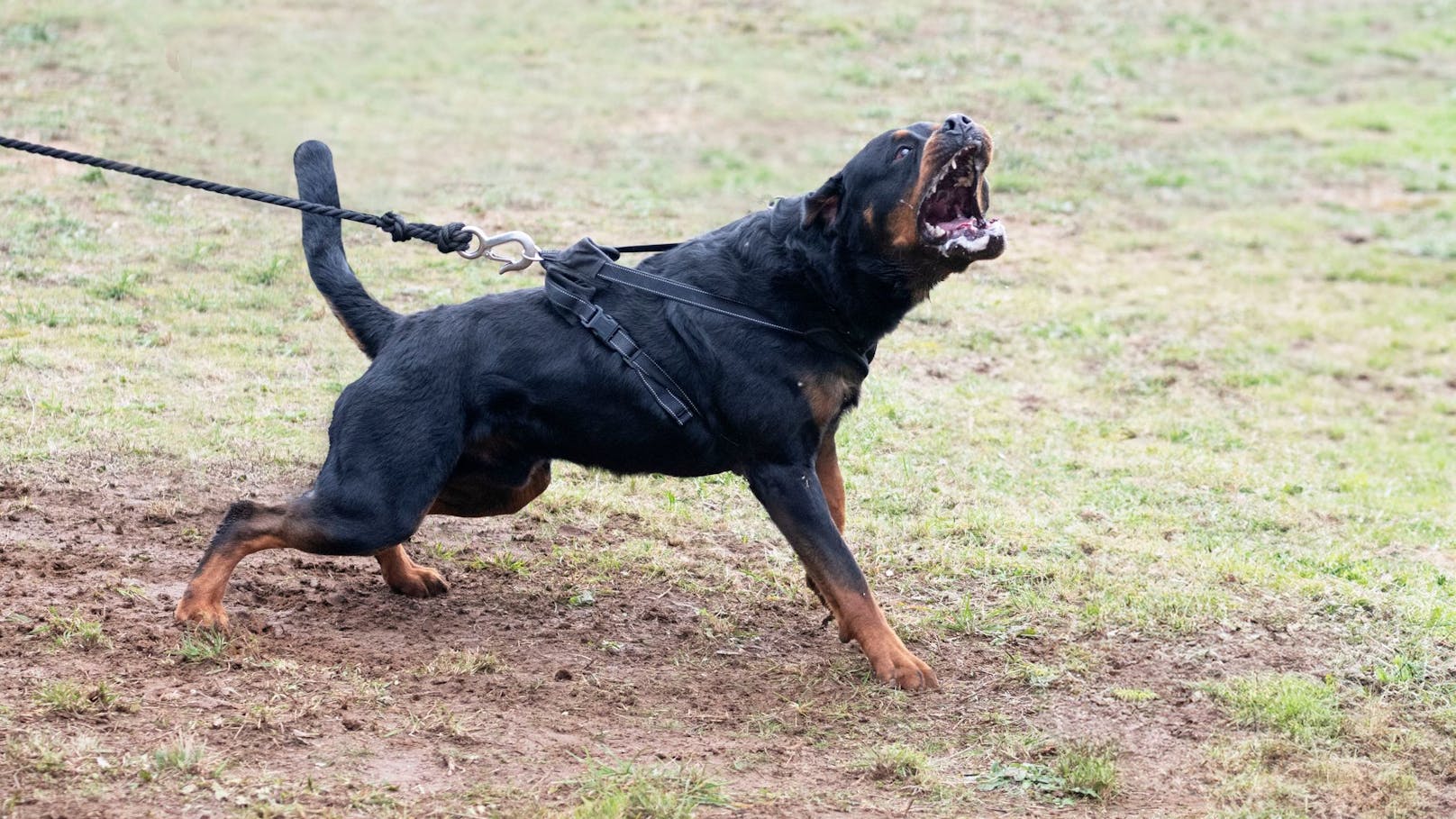 Knallharte Regeln – das kommt jetzt auf Hundehalter zu