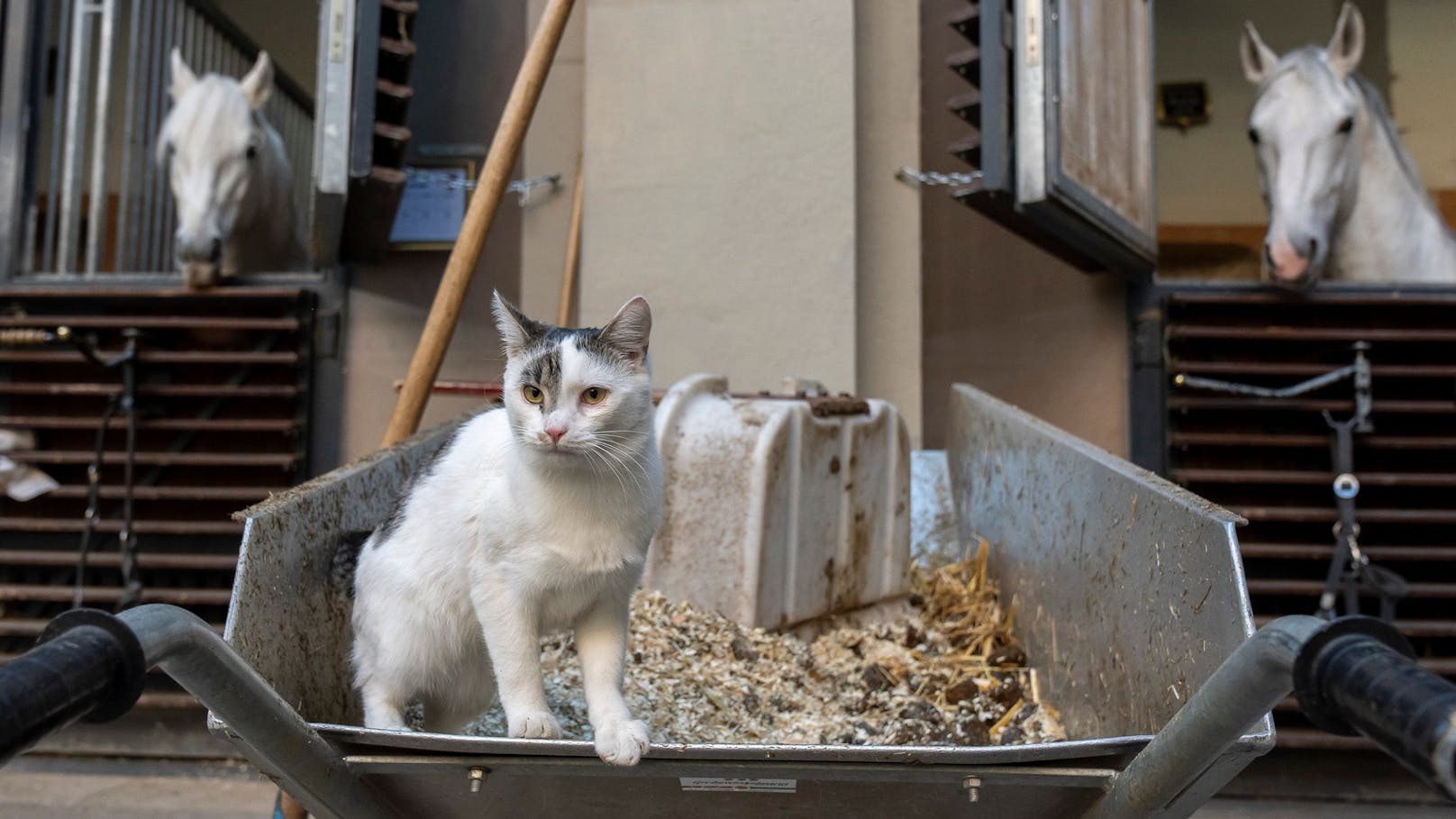 Stallkatze Maximilian hat alles im Blick.