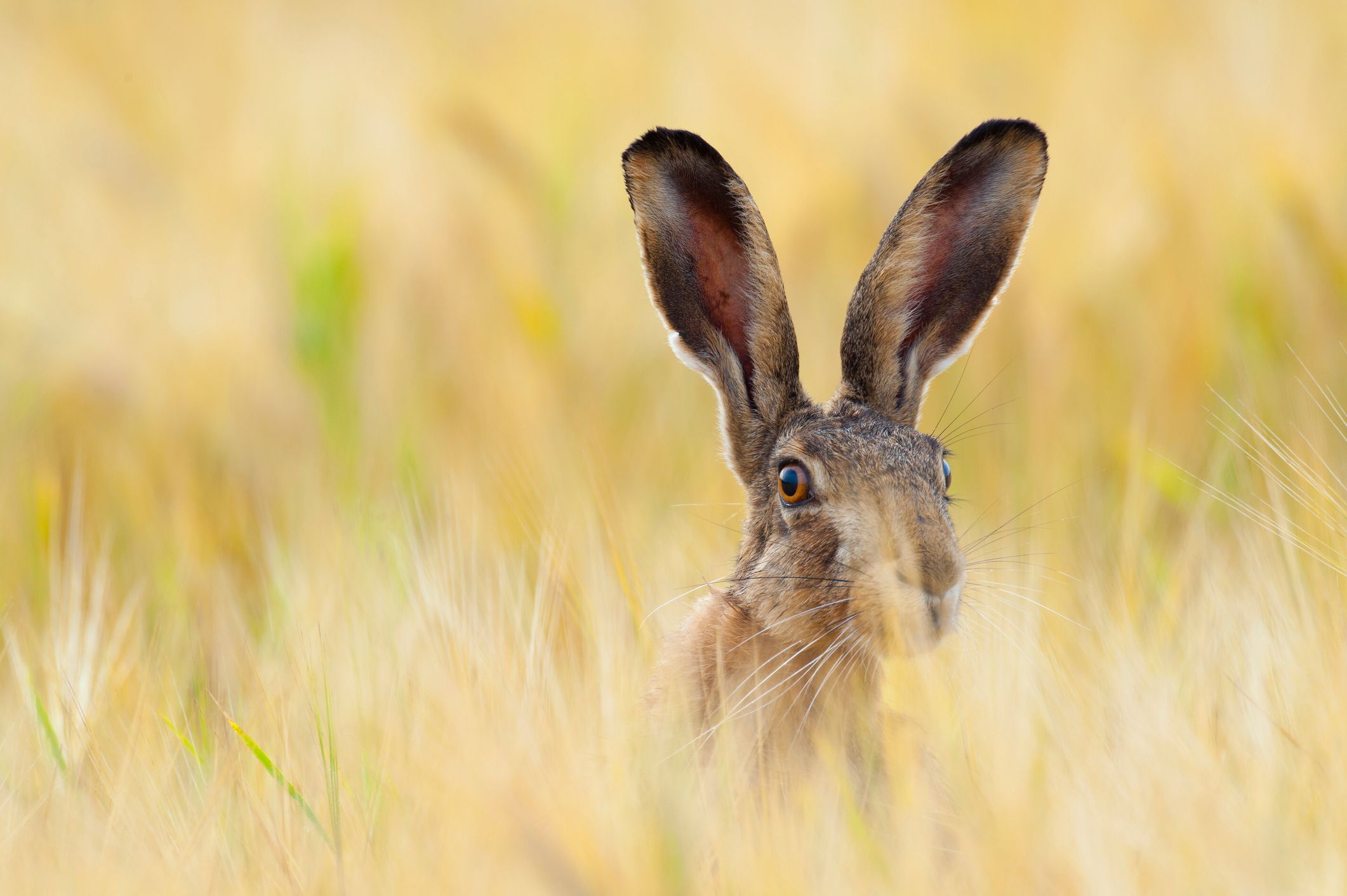 Laut Augenzeugen liegen auch viele tote Tiere herum.