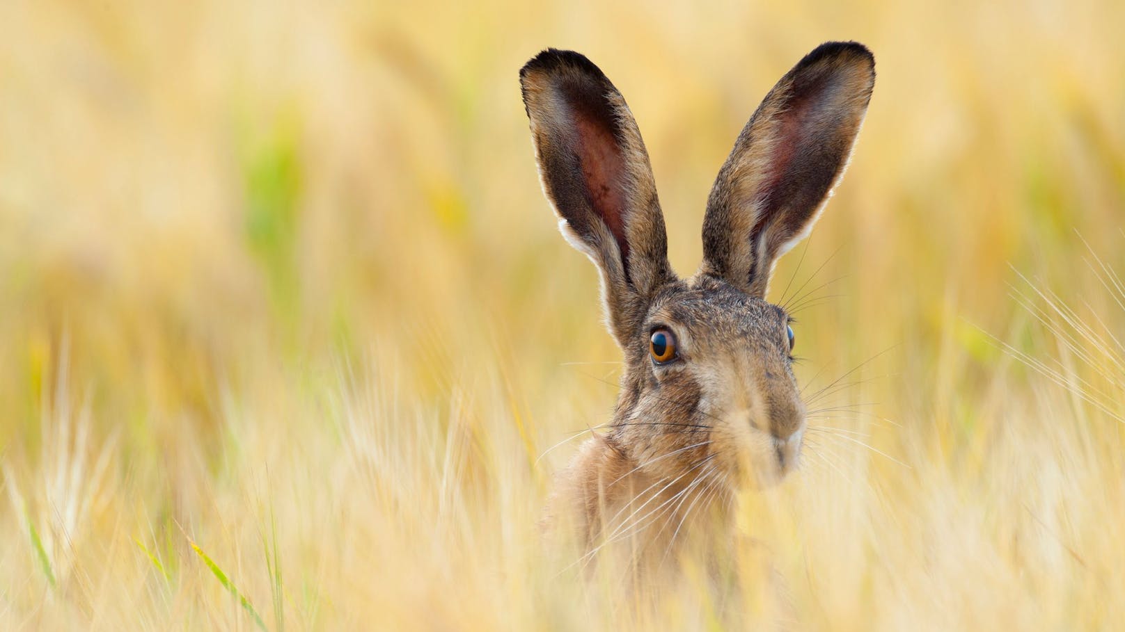 Vorsicht Hundehalter! Die "Hasenpest" breitet sich aus