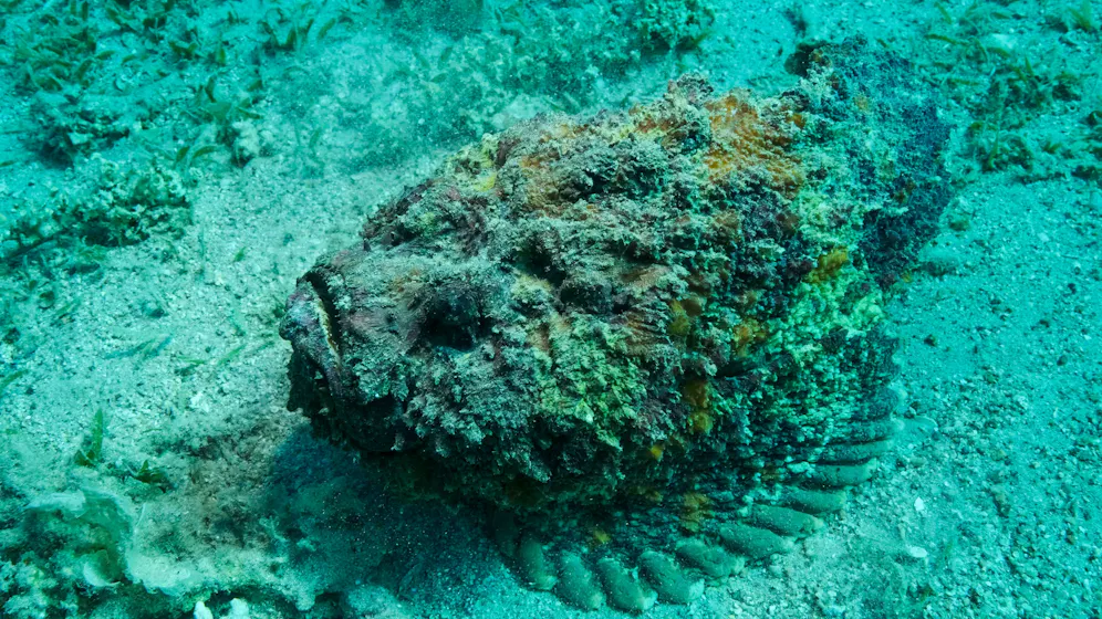 Der Stinkendste Fisch Der Welt Urlaubshorror – Urlauber überlebt Stich von tödlichstem Fisch der Welt