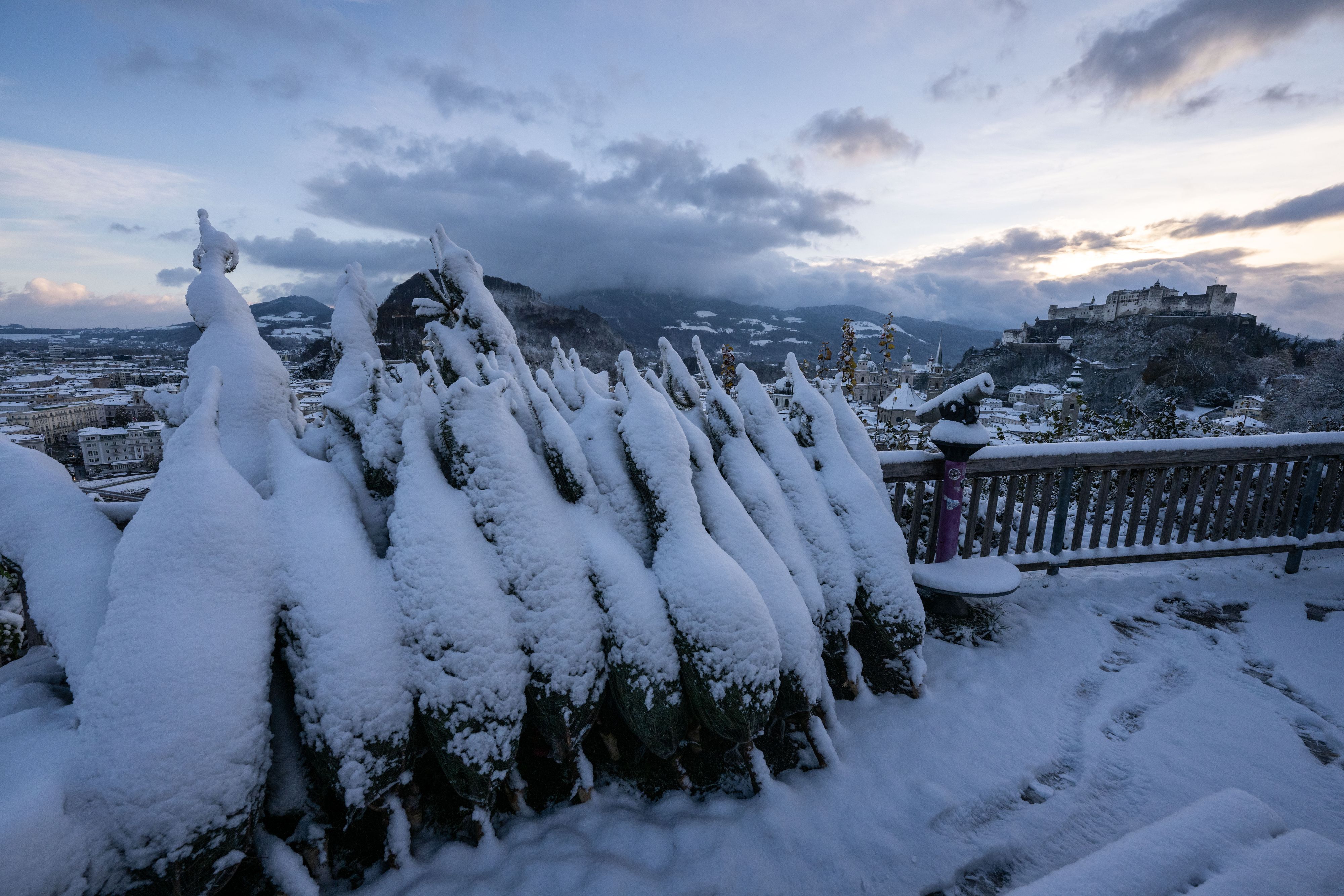 Frisch eingeschneite Christbäume am Mönchsberg mit Blick auf die Festung Hohensalzburg, 22. November 2024.