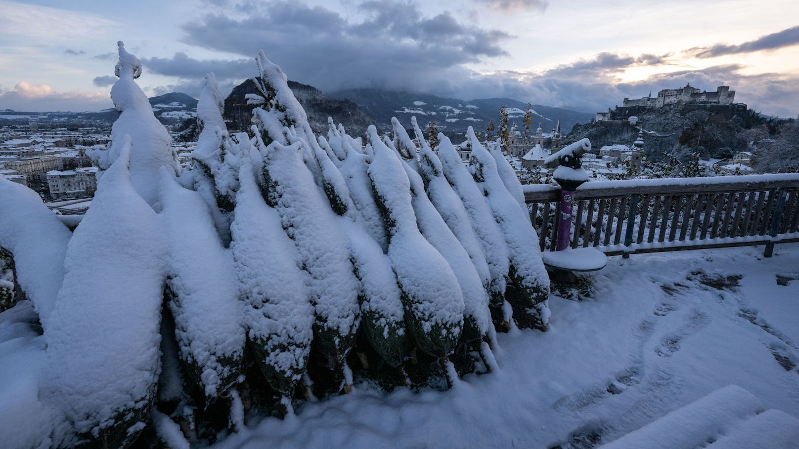 Frisch eingeschneite Christbäume am Mönchsberg mit Blick auf die Festung Hohensalzburg, 22. November 2024.