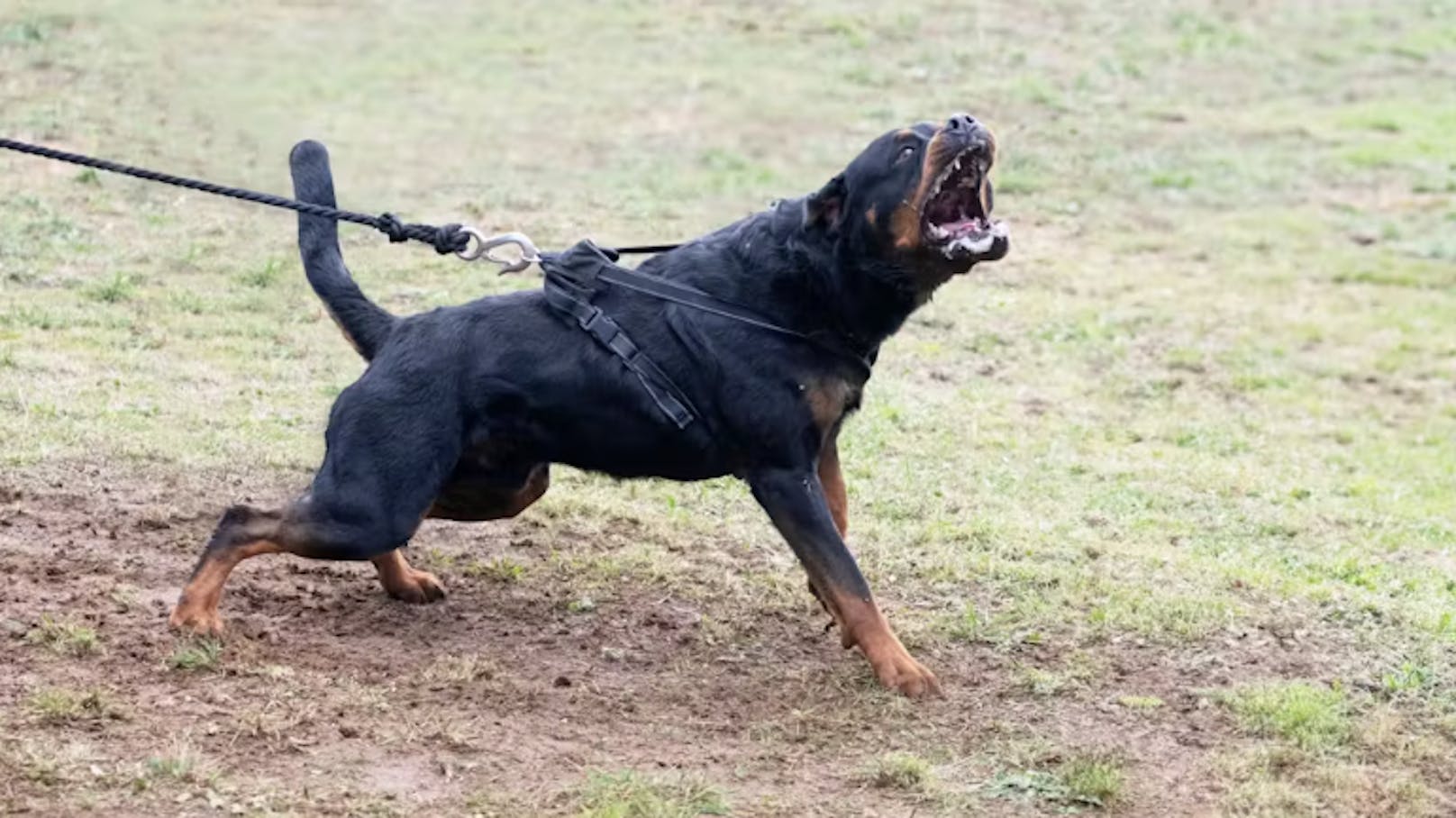 <strong>26.11.2024: Knallharte Regeln – das kommt jetzt auf Hundehalter zu.</strong> Auslöser war der Fall "Elmo": Bei der Hundeattacke starb eine Frau (60). Der Ruf nach einem härteren Gesetz wurde laut. <a data-li-document-ref="120074650" href="https://www.heute.at/s/knallharte-regeln-das-kommt-jetzt-auf-hundehalter-zu-120074650">Jetzt tritt es in Kraft &gt;&gt;&gt;</a>