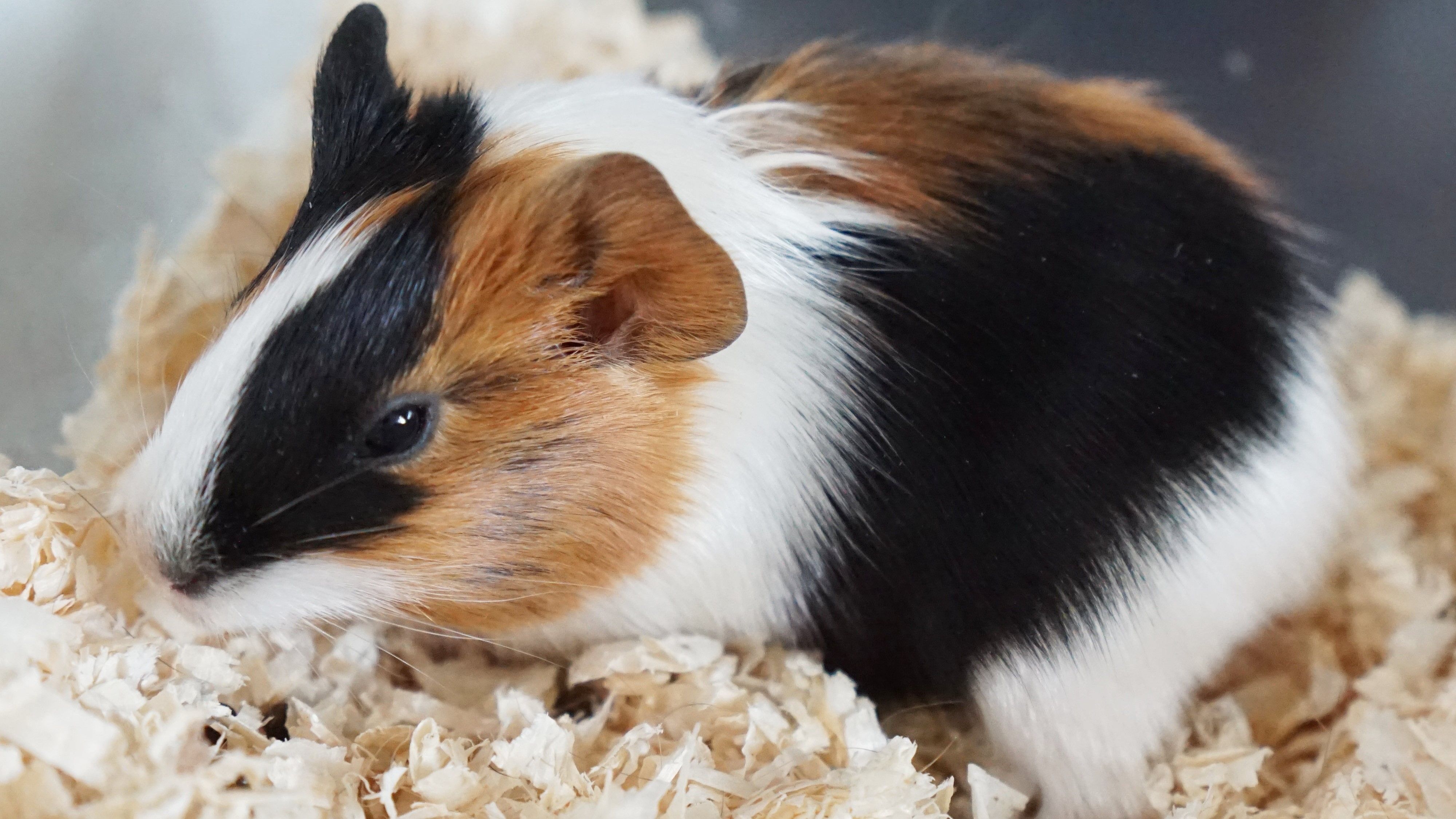 Marcela kam mit sechs weiteren Meerschweinchen ins TierQuarTier Wien.