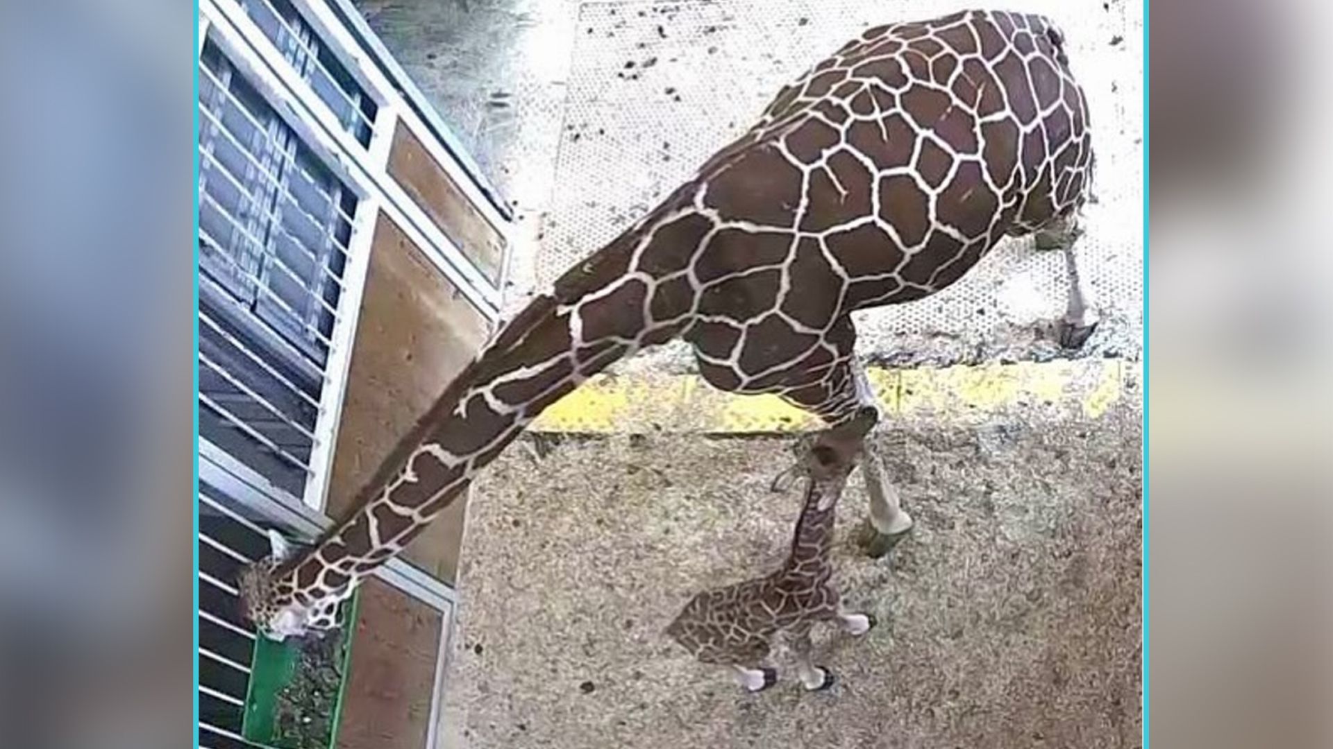 Weiterhin müssen für das Giraffenbaby noch fest die Daumen gedrückt werden.