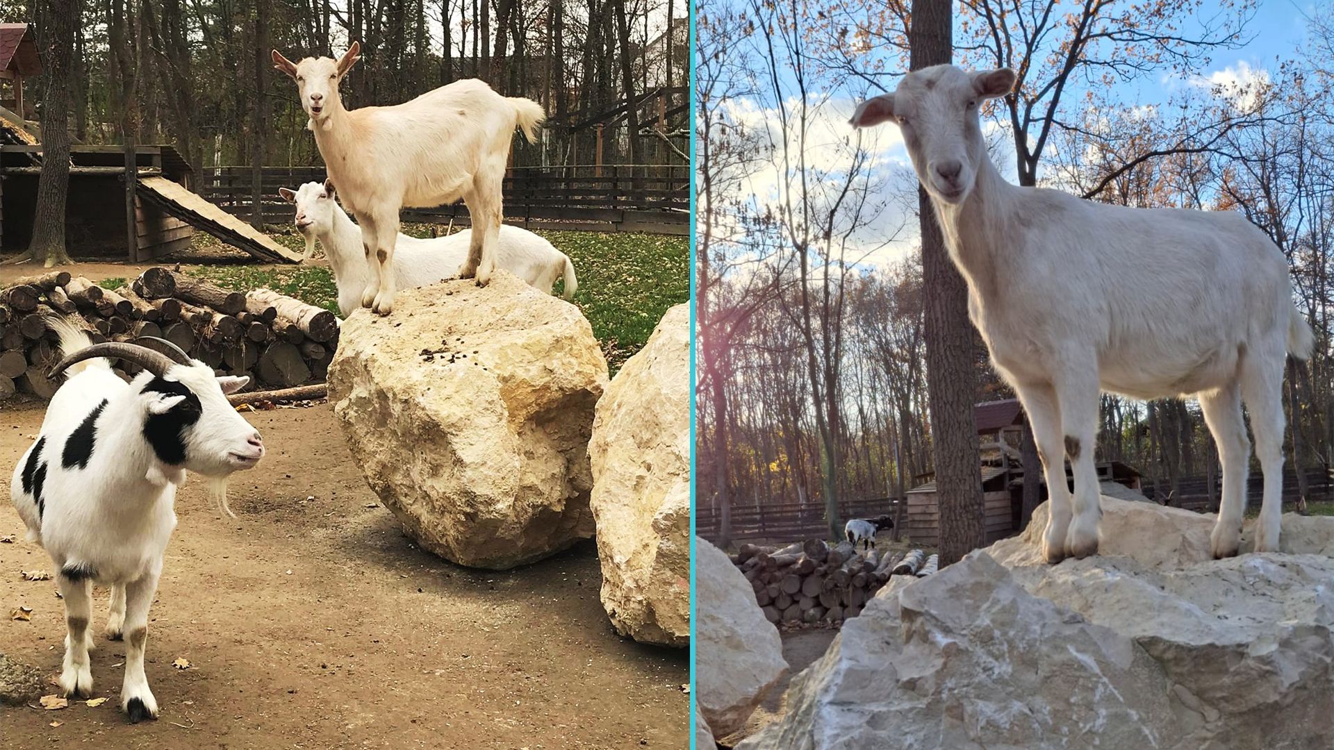 Wie sehr man sich über Steinbrocken freuen kann …