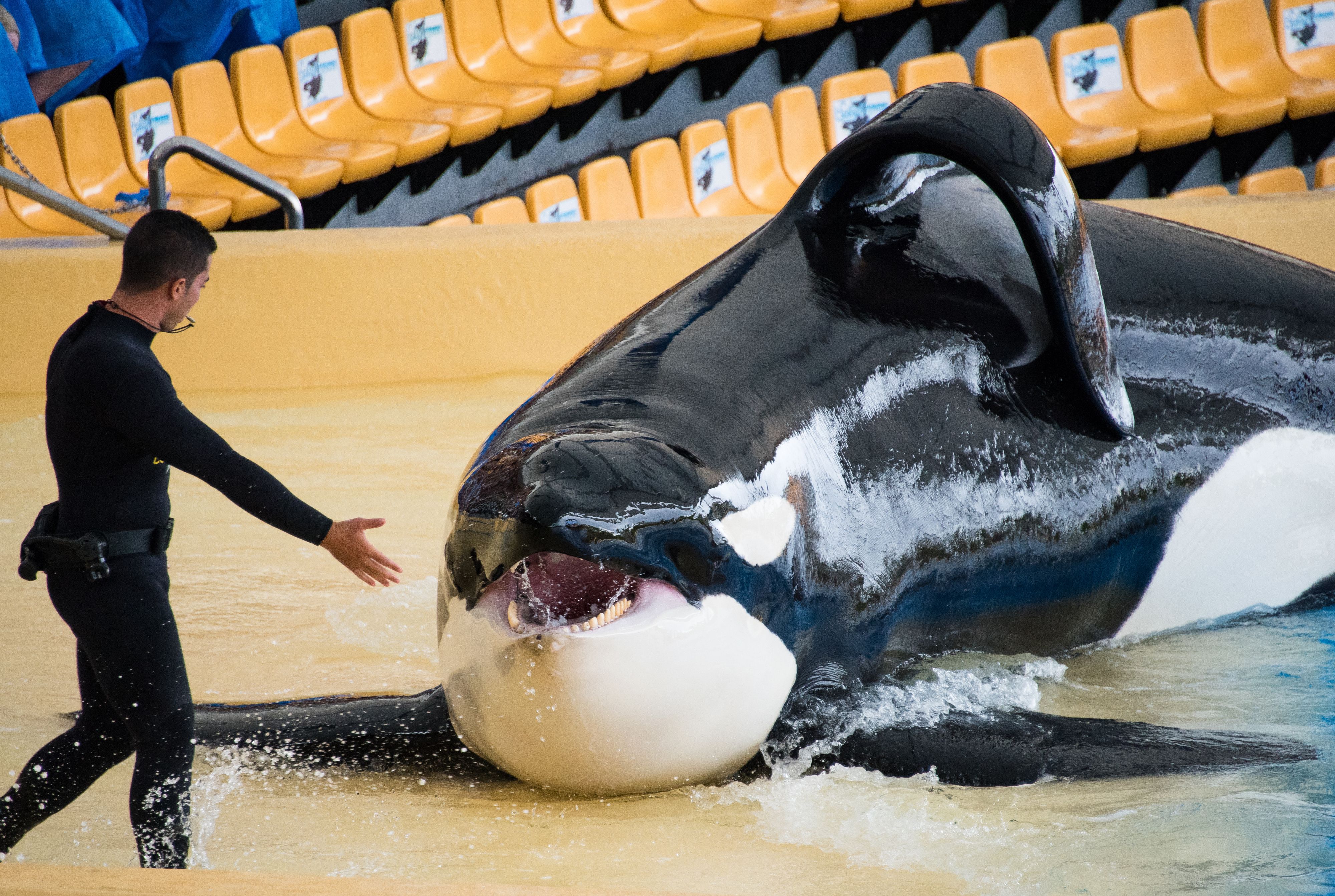 Tägliche Kunststücke auf engsten Raum – das war 
