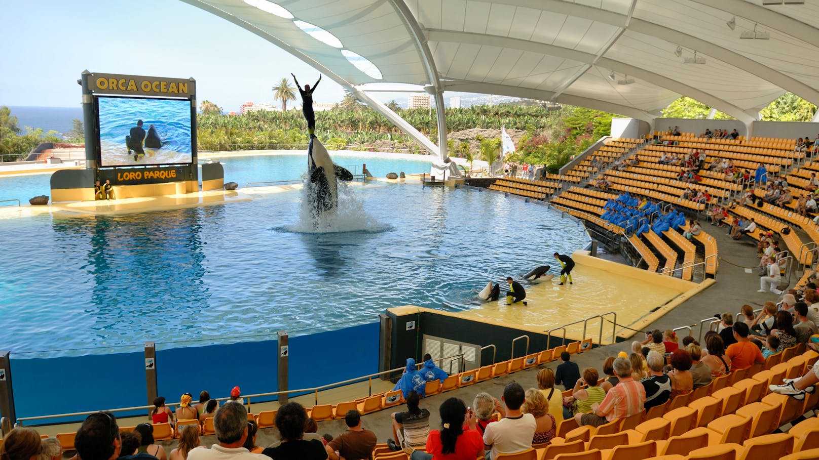 Die Arena für die Meeressäuger im Loro Parque.