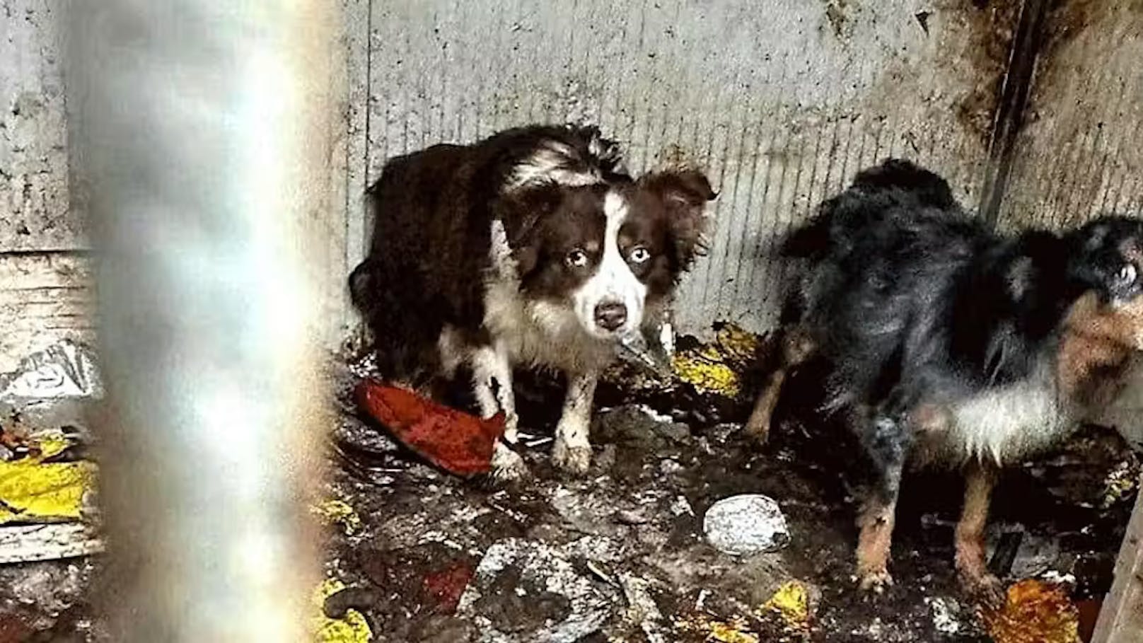 Grazer Tierquälerin wieder auf freiem Fuß