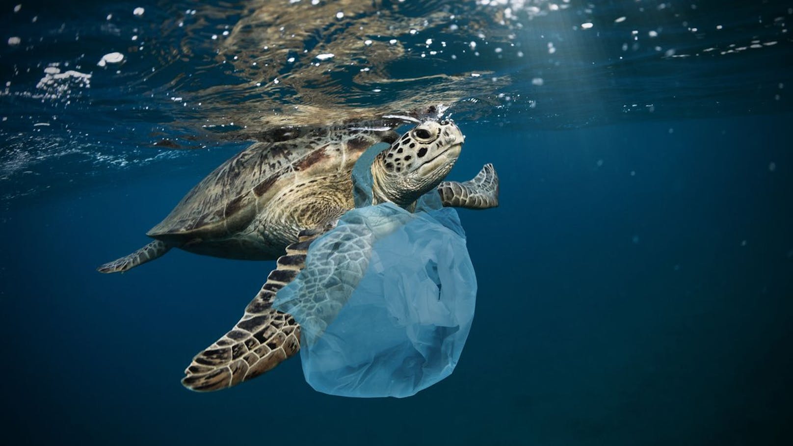 Umwelt-Revolution: Neues Plastik soll unschädlich sein